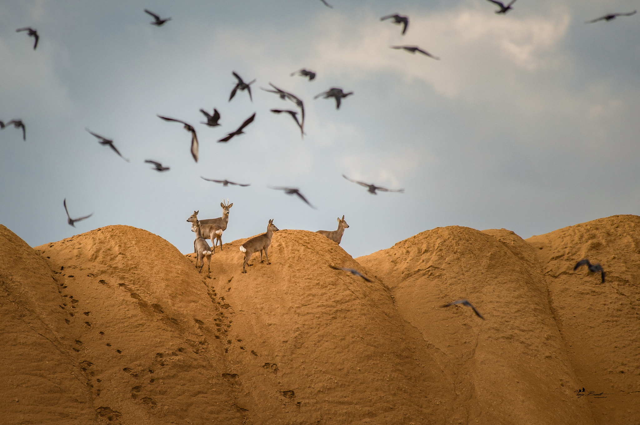 Nikon AF-S Nikkor 300mm F2.8G ED VR II sample photo. Wildlife photography