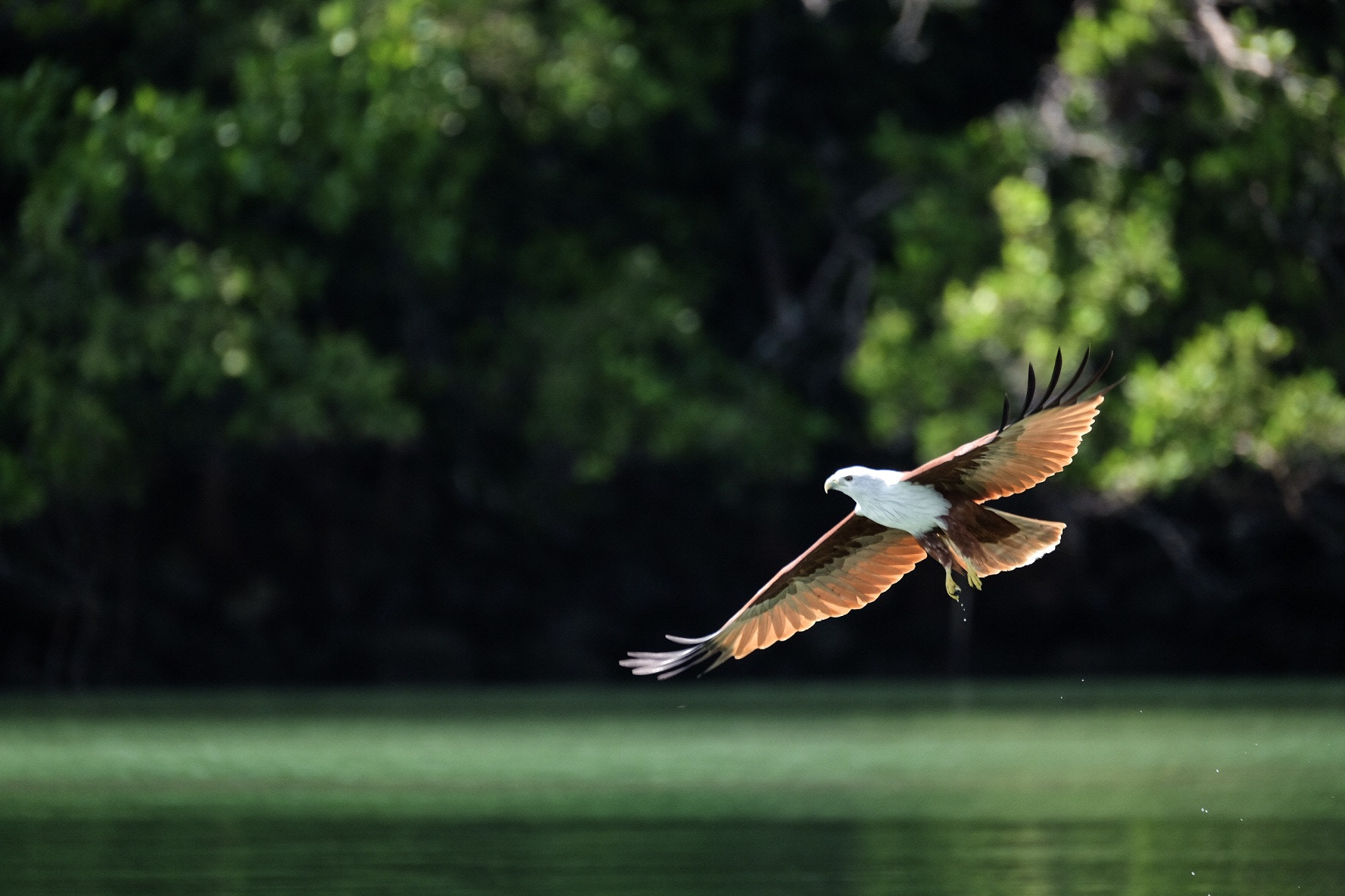 Fujifilm X-T1 sample photo. Eagle in the sky photography