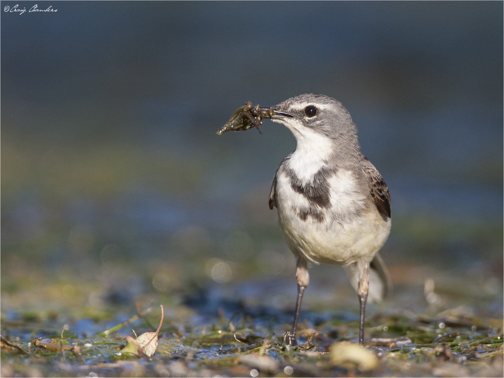Canon EOS-1D Mark III sample photo. Wagtail with catch photography