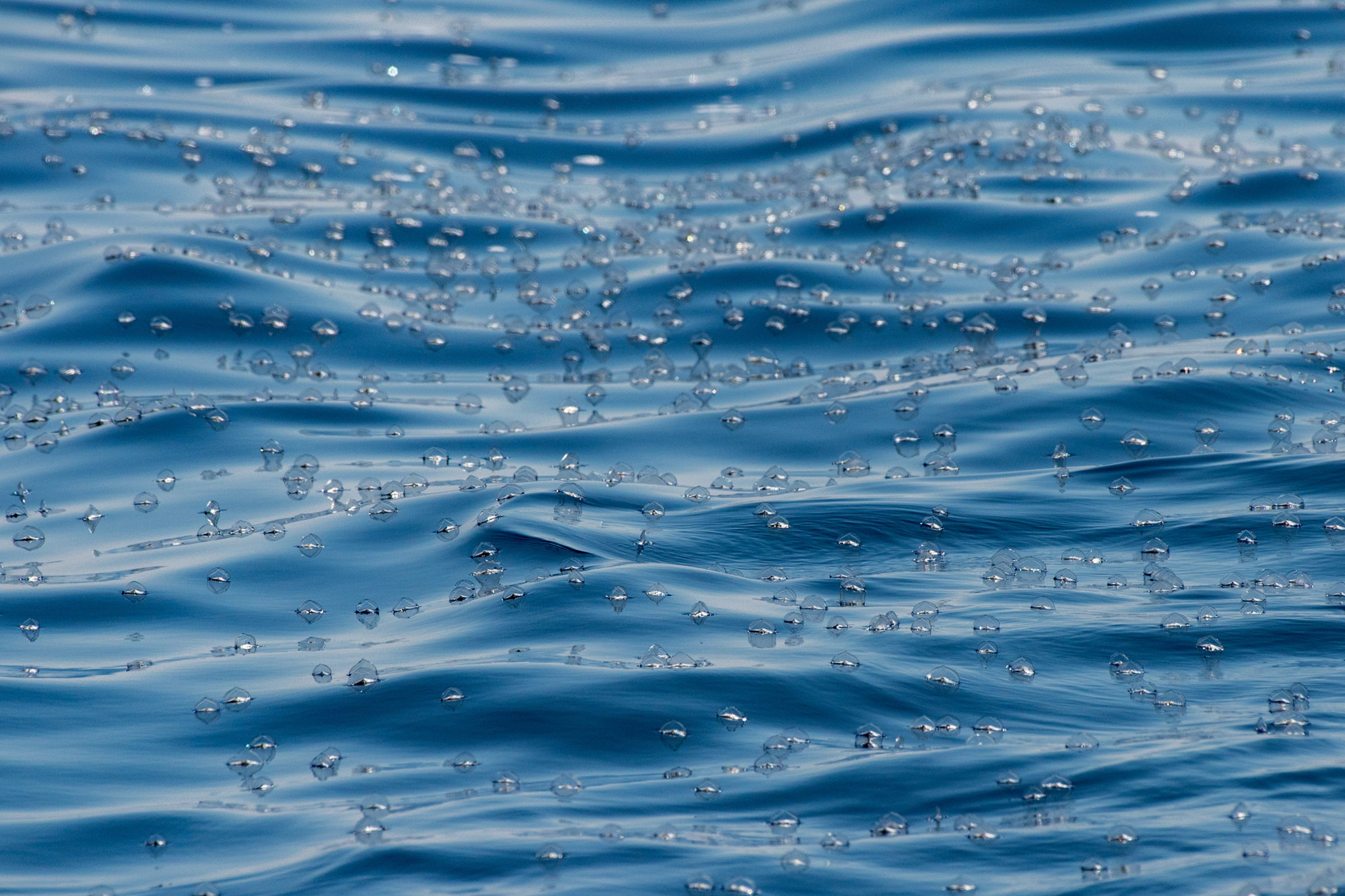 Nikon AF-S Nikkor 200-500mm F5.6E ED VR sample photo. Jellyfish carpet photography