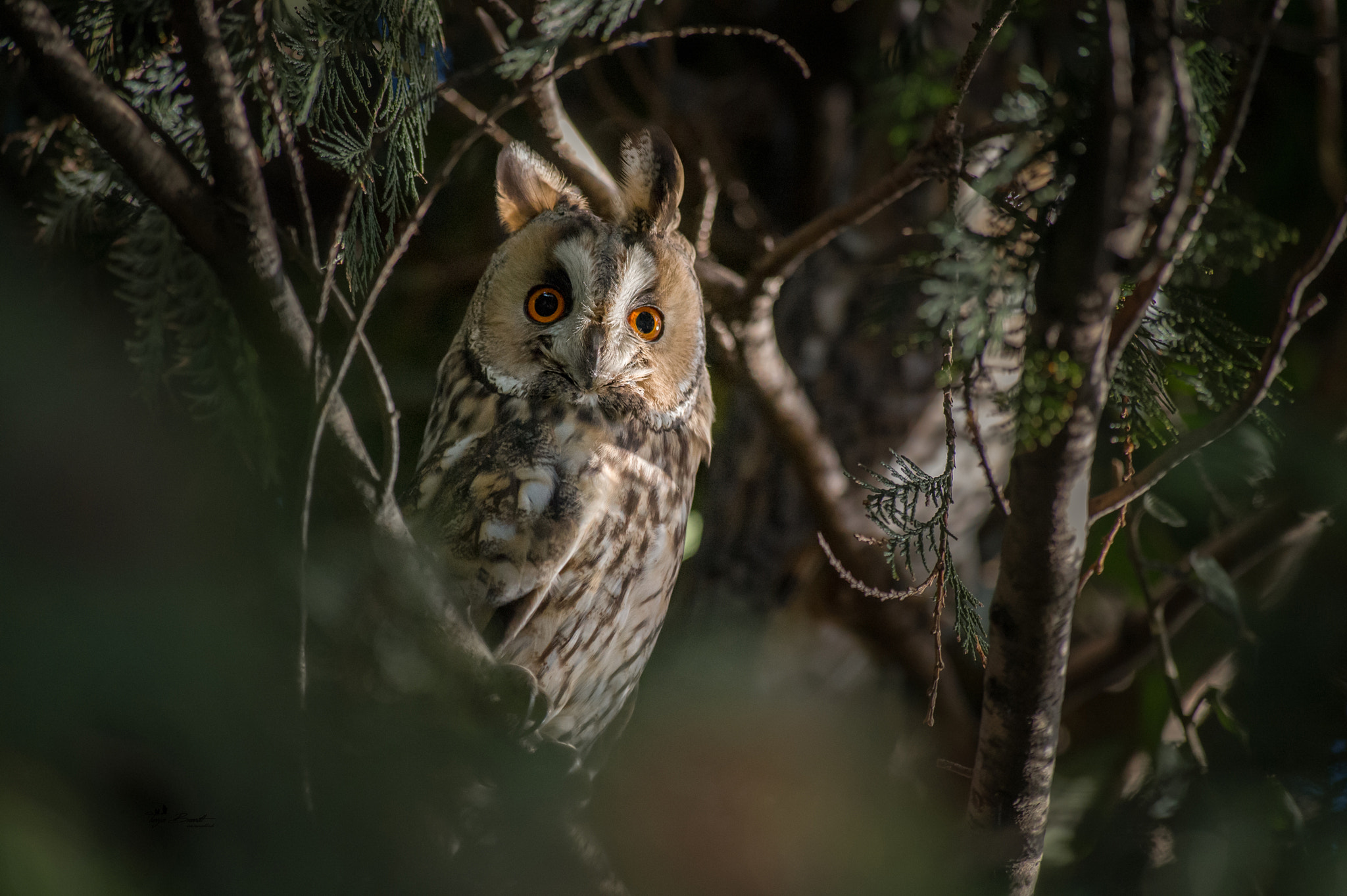 Nikon AF-S Nikkor 300mm F2.8G ED VR II sample photo. Wildlife 2 photography