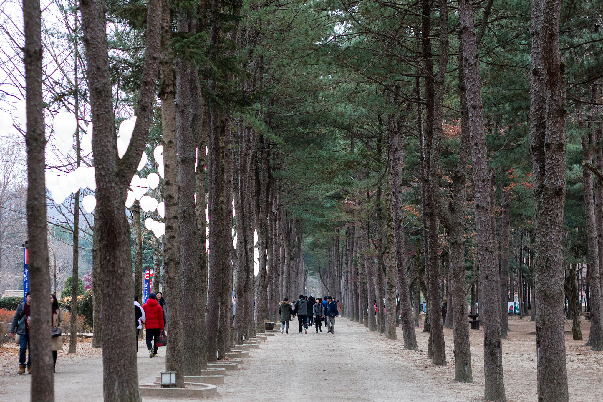 Canon EOS M + Canon EF 50mm F1.8 II sample photo. Nami island photography