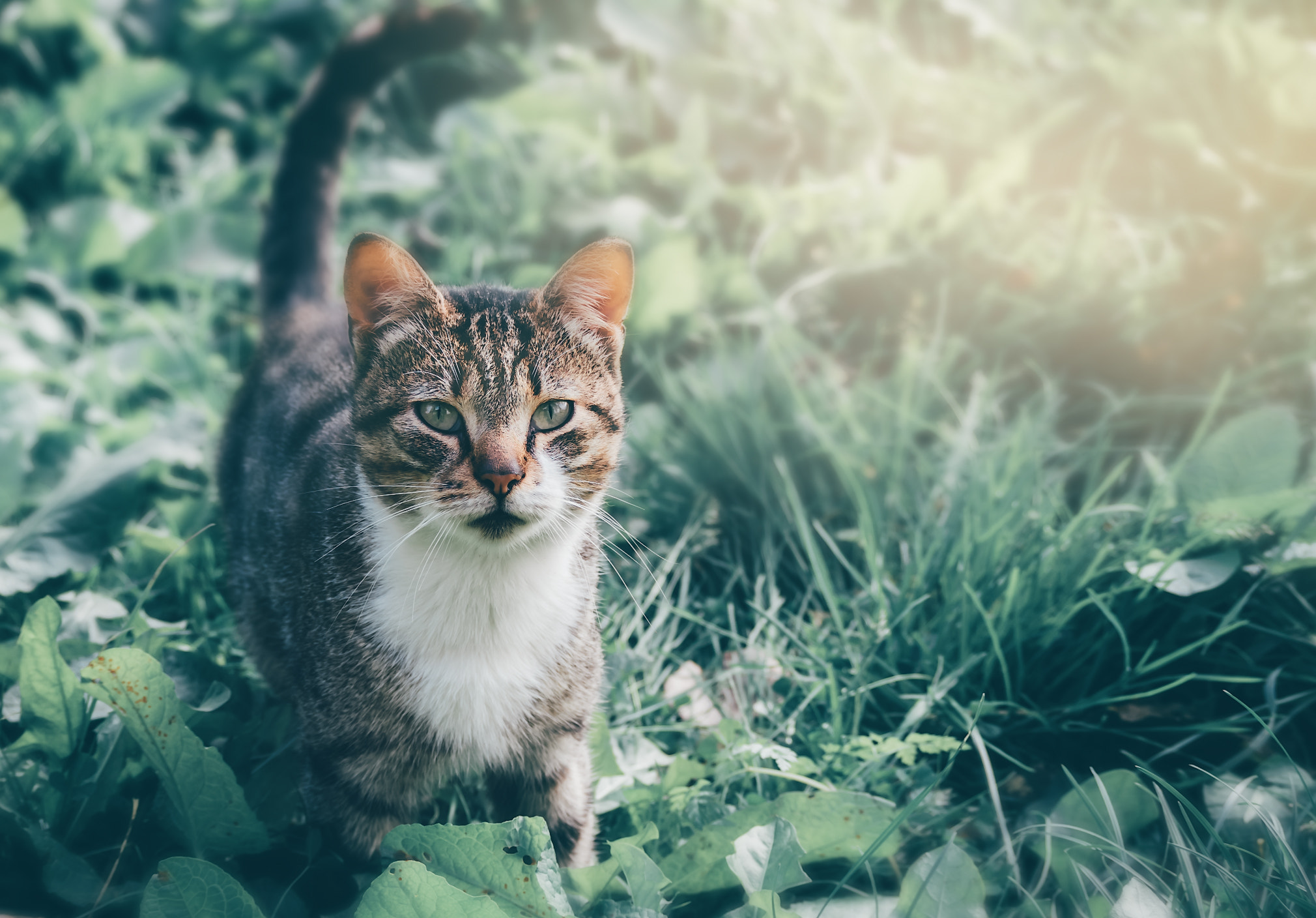 Olympus OM-D E-M5 II sample photo. Мischievous cat photography