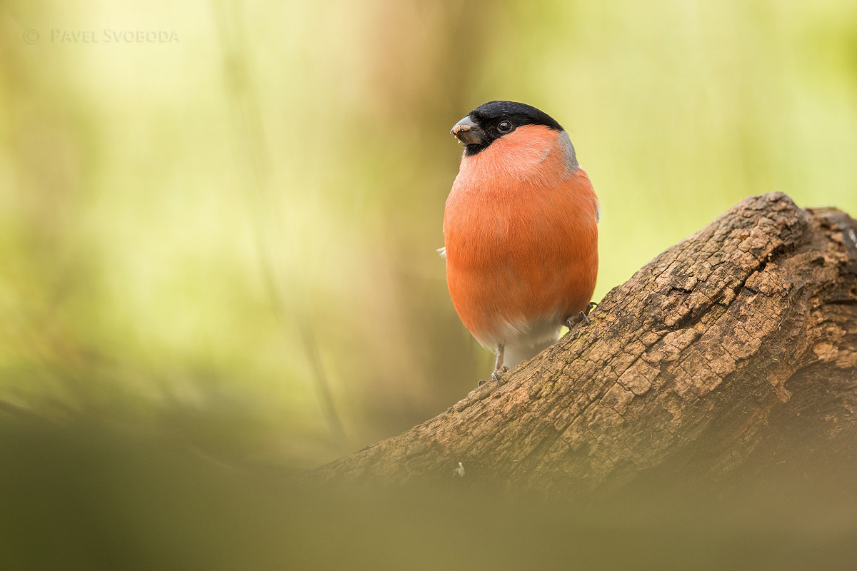 Nikon D500 + Nikon AF-S Nikkor 400mm F2.8E FL ED VR sample photo. Eurasian bullfinch photography