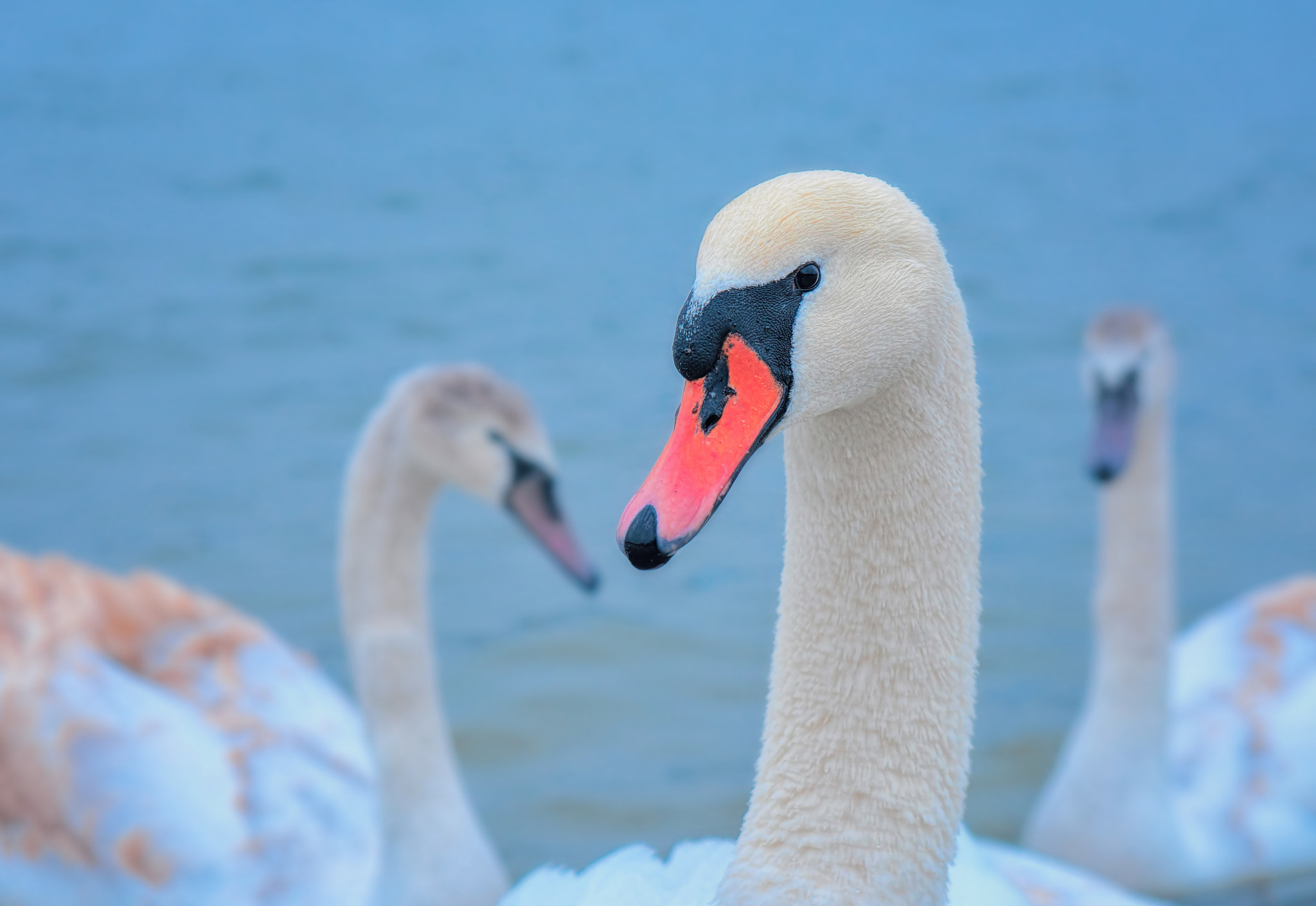 24-70mm F/2.8 G sample photo. My new friends :) photography