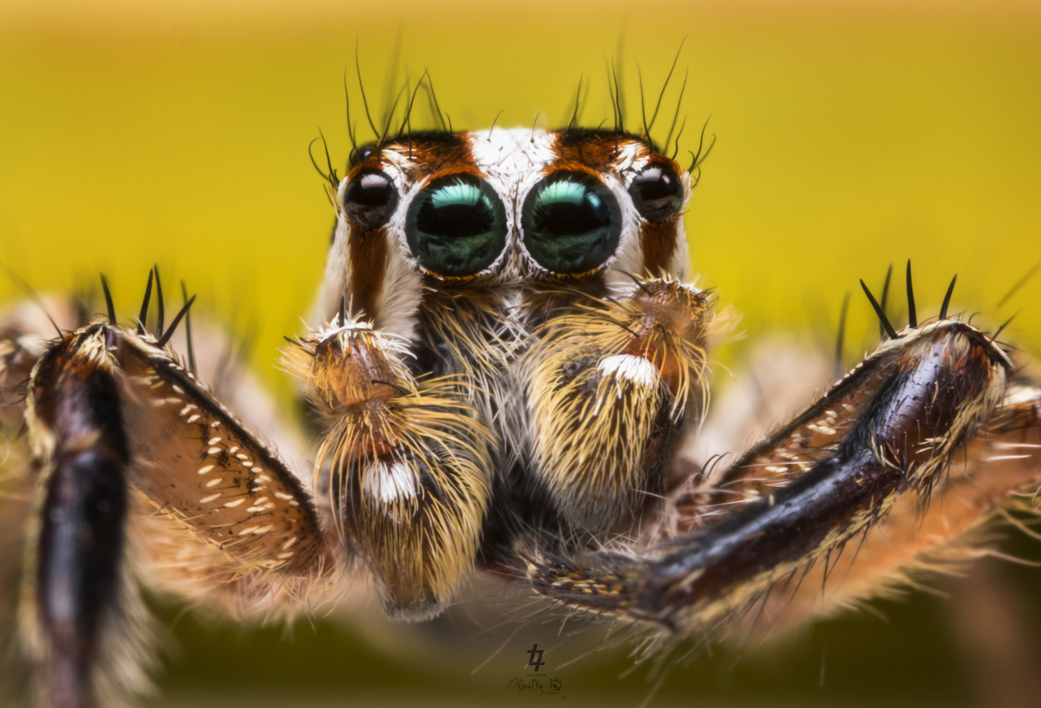 Canon EOS 7D Mark II sample photo. Plexippus paykulli jumping spider photography