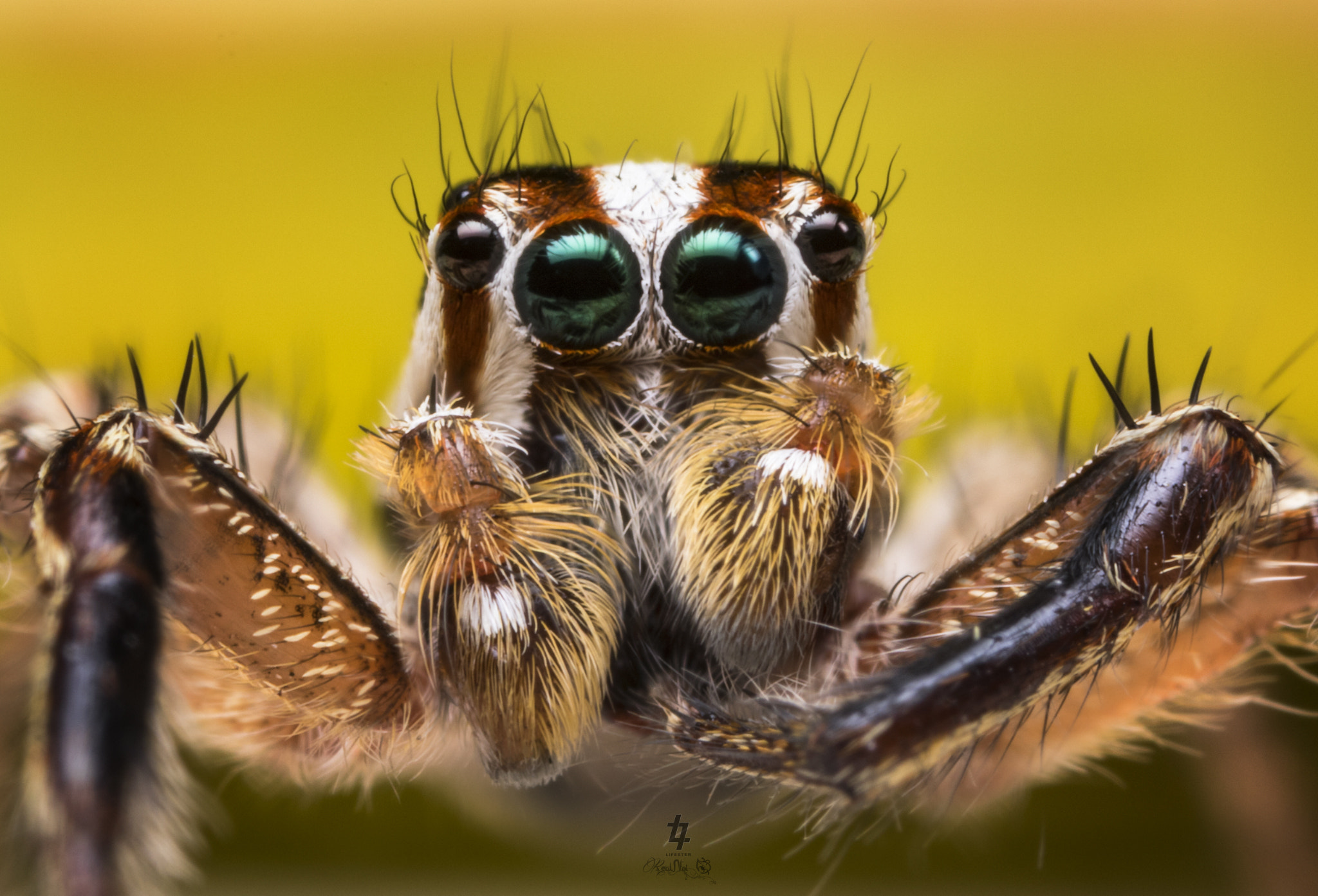 Canon MP-E 65mm F2.5 1-5x Macro Photo sample photo. Plexippus paykulli jumping spider photography
