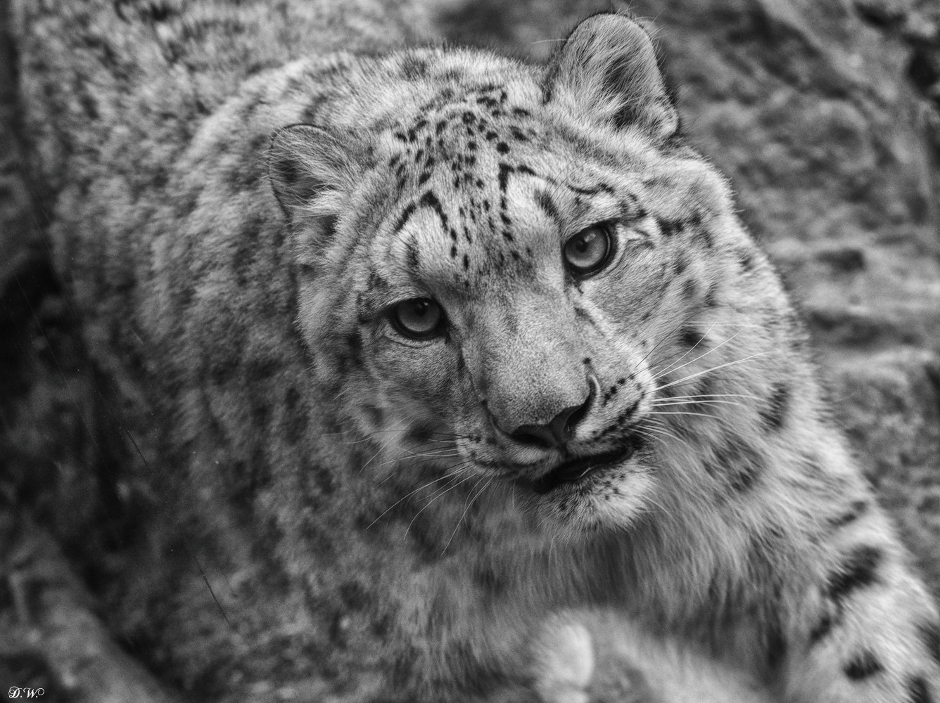 Nikon D610 sample photo. Panthera uncia - der schneeleopard photography
