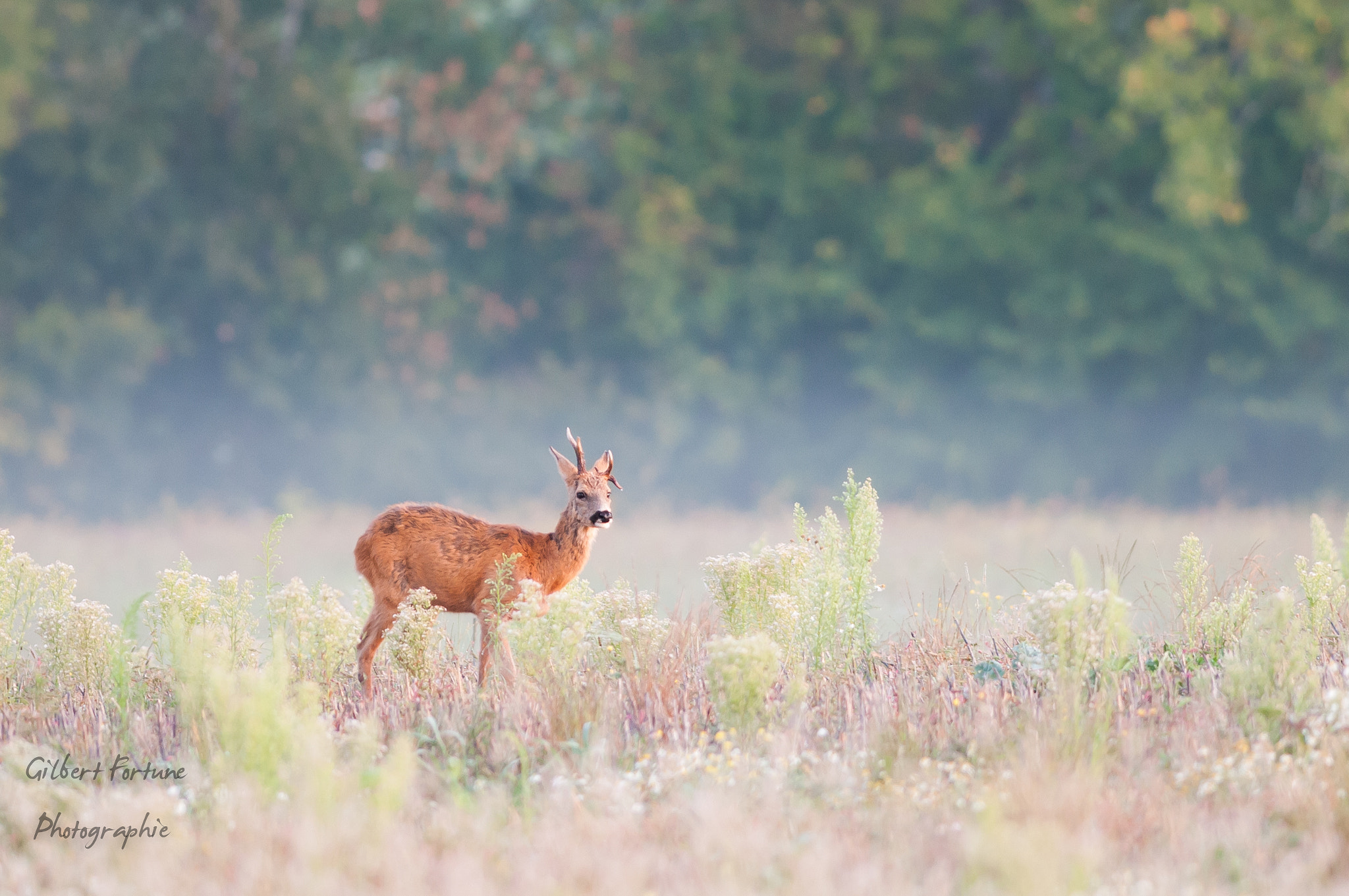 Nikon AF-S Nikkor 300mm F2.8G ED VR II sample photo. Fog atmosphere photography