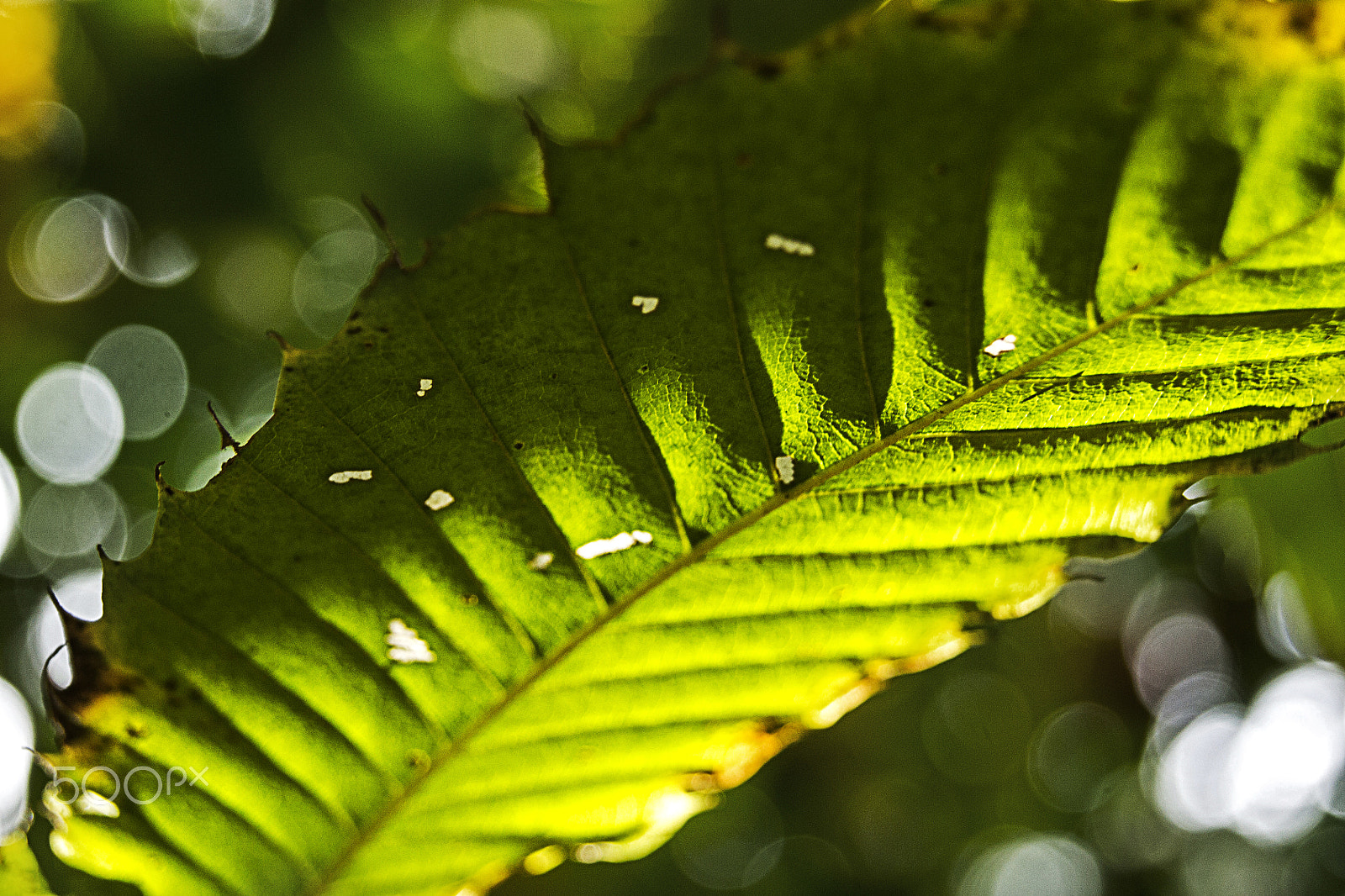 Sony Alpha DSLR-A500 + Sony DT 18-55mm F3.5-5.6 SAM sample photo. Green tropical leave photography