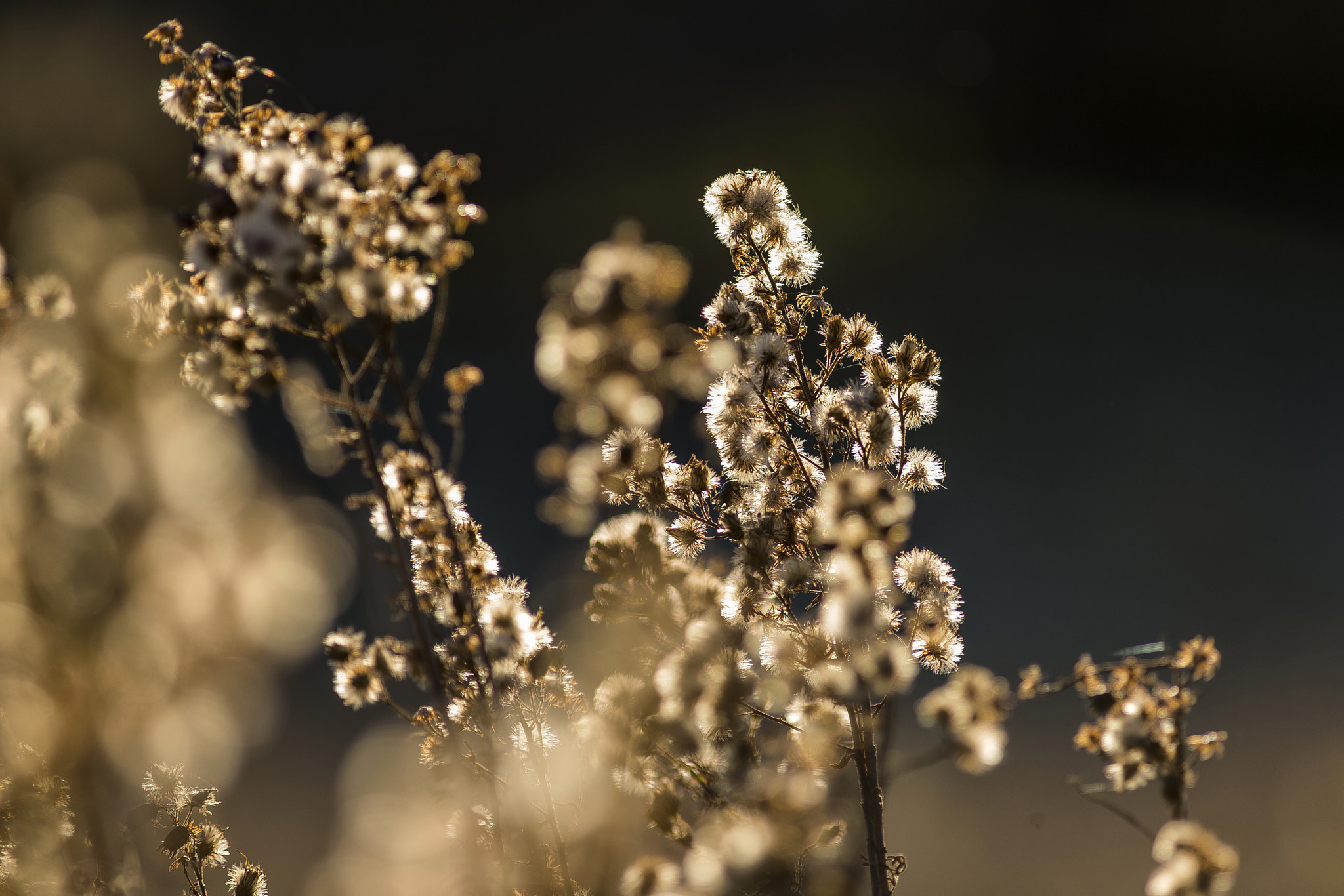 Canon EOS-1D X + Canon EF 300mm f/4L sample photo. Fran photography