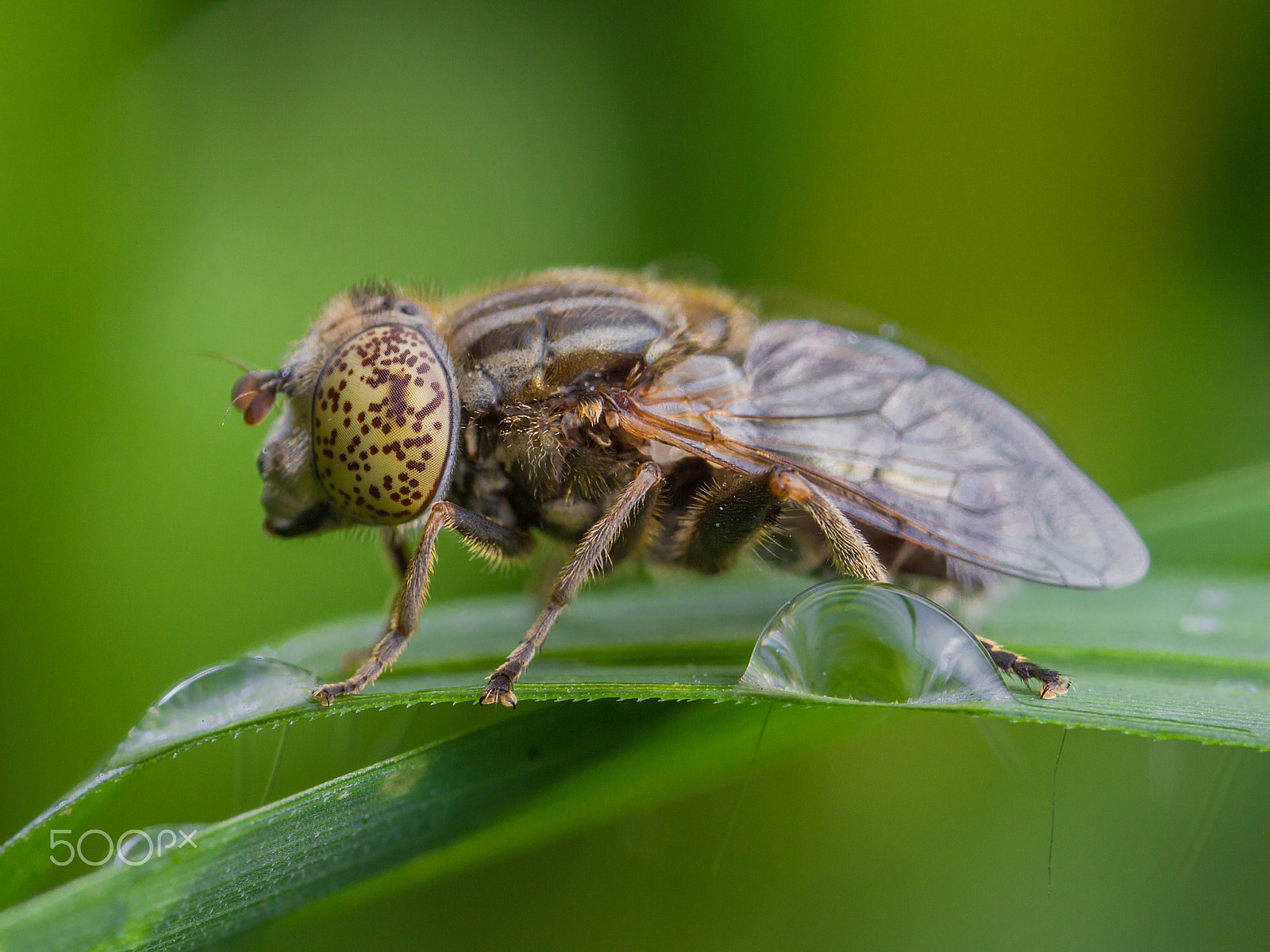 Canon MP-E 65mm F2.5 1-5x Macro Photo sample photo. 斑眼蚜蝇 photography