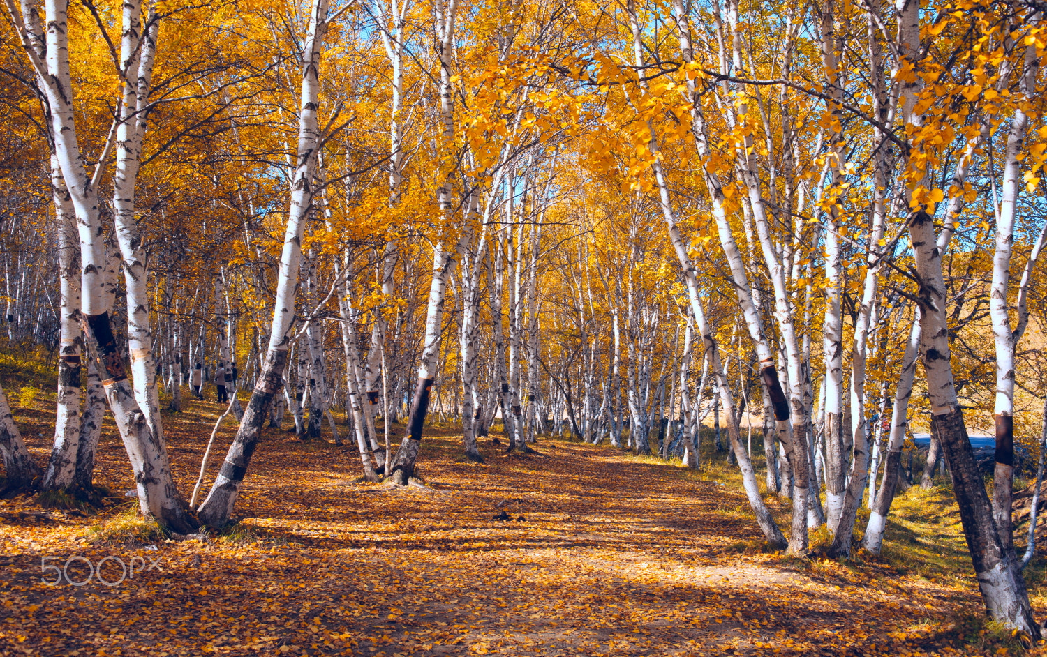 Canon EF 35-80mm f/4-5.6 sample photo. Fall photography