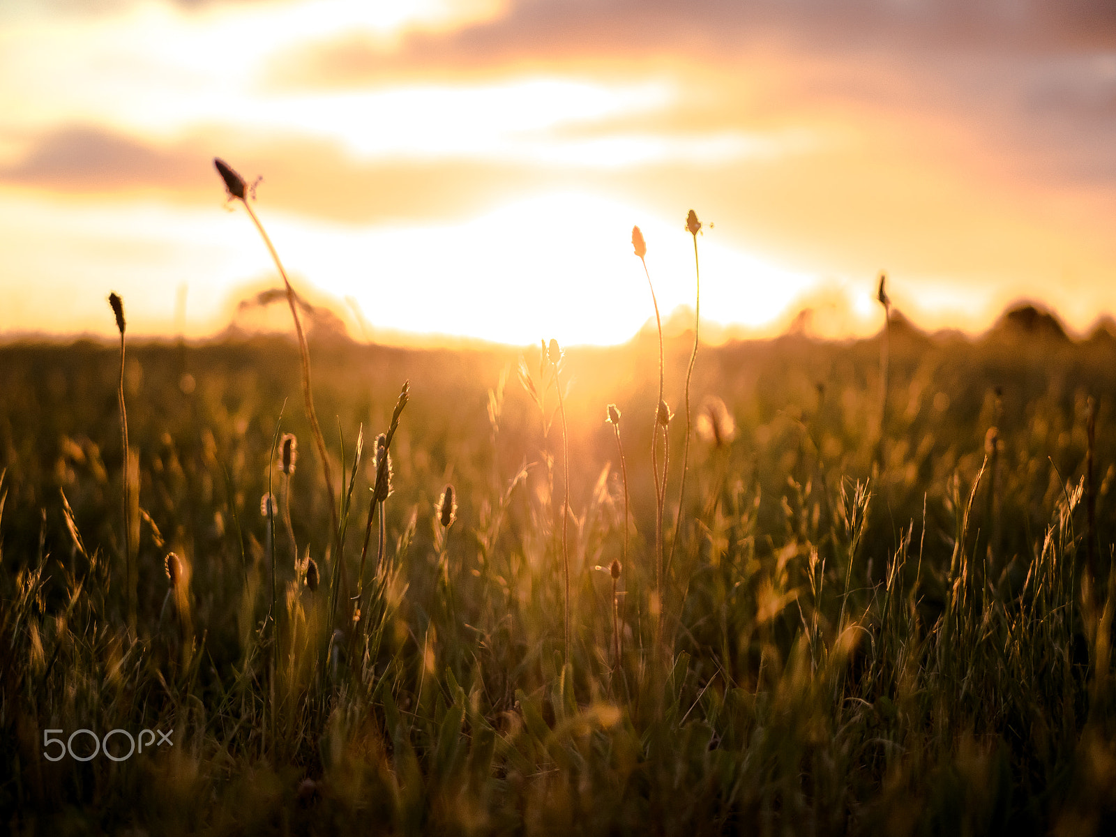Olympus OM-D E-M5 II + LUMIX G 25/F1.7 sample photo. Summer vibes photography