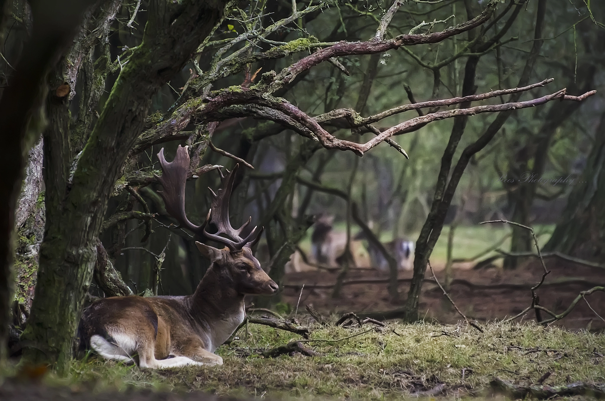 Nikon D5100 sample photo. Resting deer photography