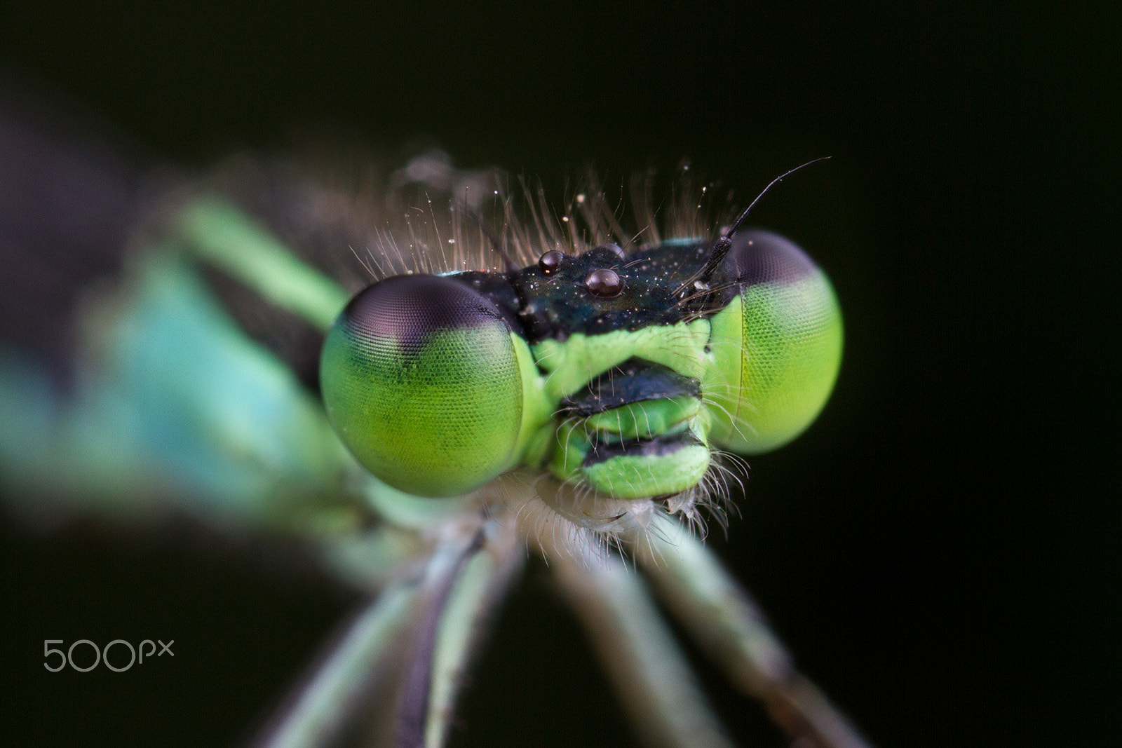 Canon EOS 7D + Canon MP-E 65mm F2.5 1-5x Macro Photo sample photo. 豆娘头部特写 photography