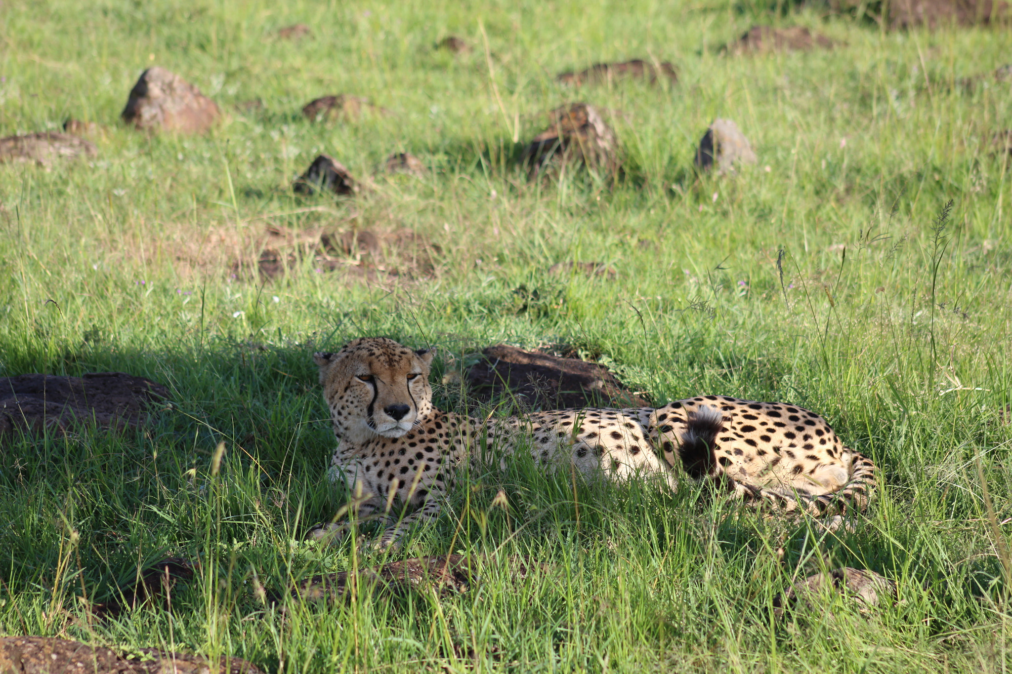 Canon EF 75-300mm f/4-5.6 USM sample photo. Img photography