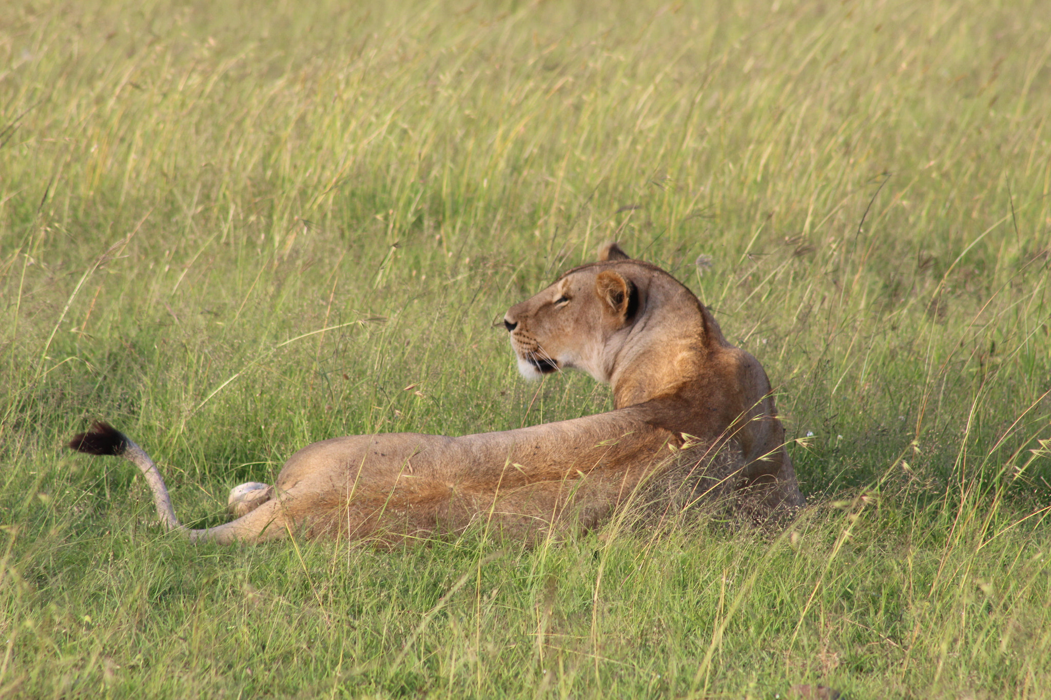 Canon EF 75-300mm f/4-5.6 USM sample photo. Img photography