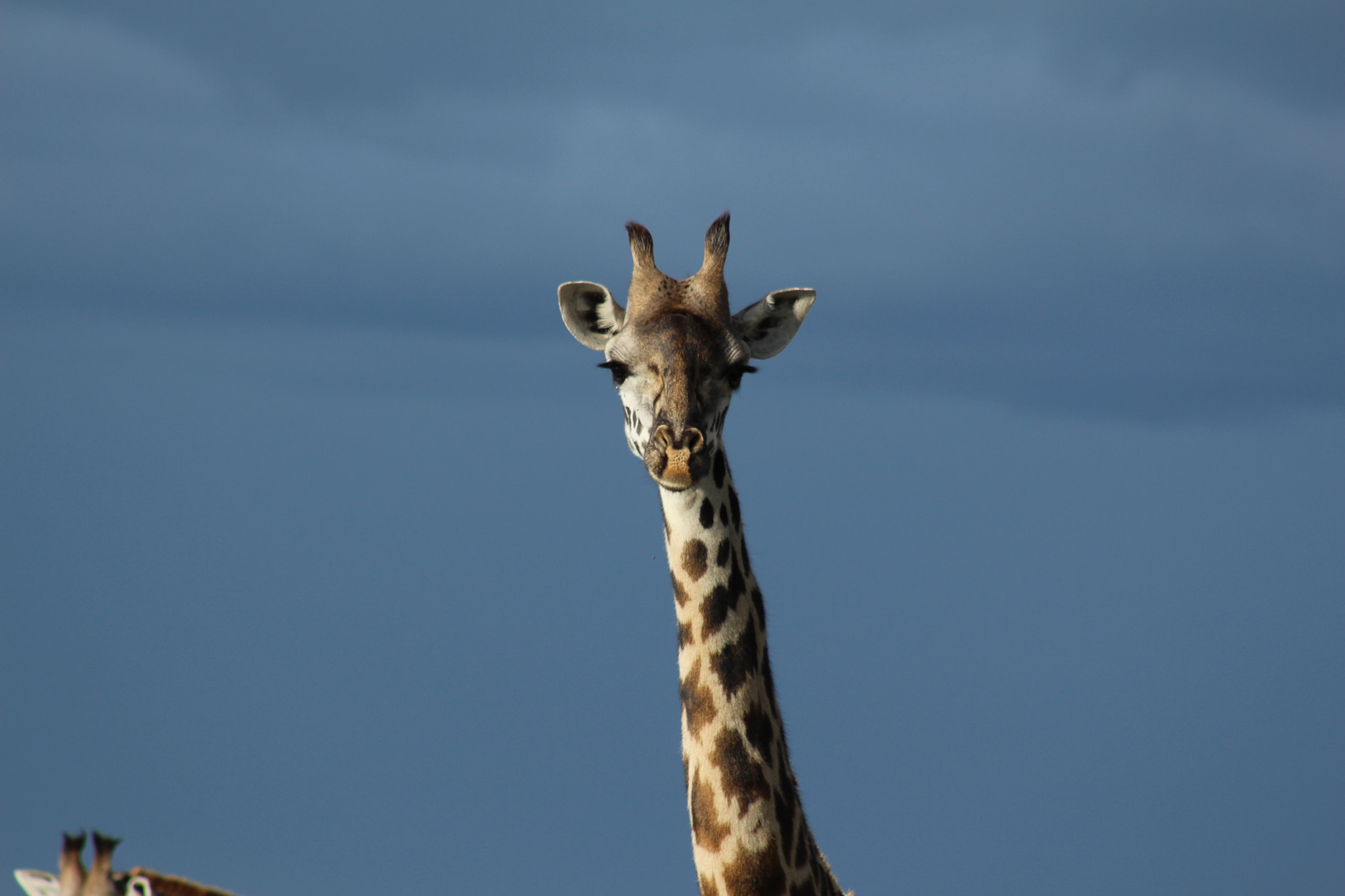 Canon EF 75-300mm f/4-5.6 USM sample photo. Img photography