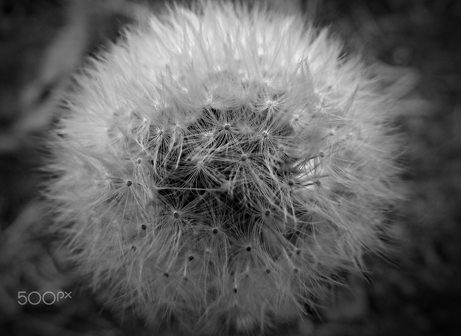 Fujifilm FinePix S2940WM sample photo. The lone dandelion photography