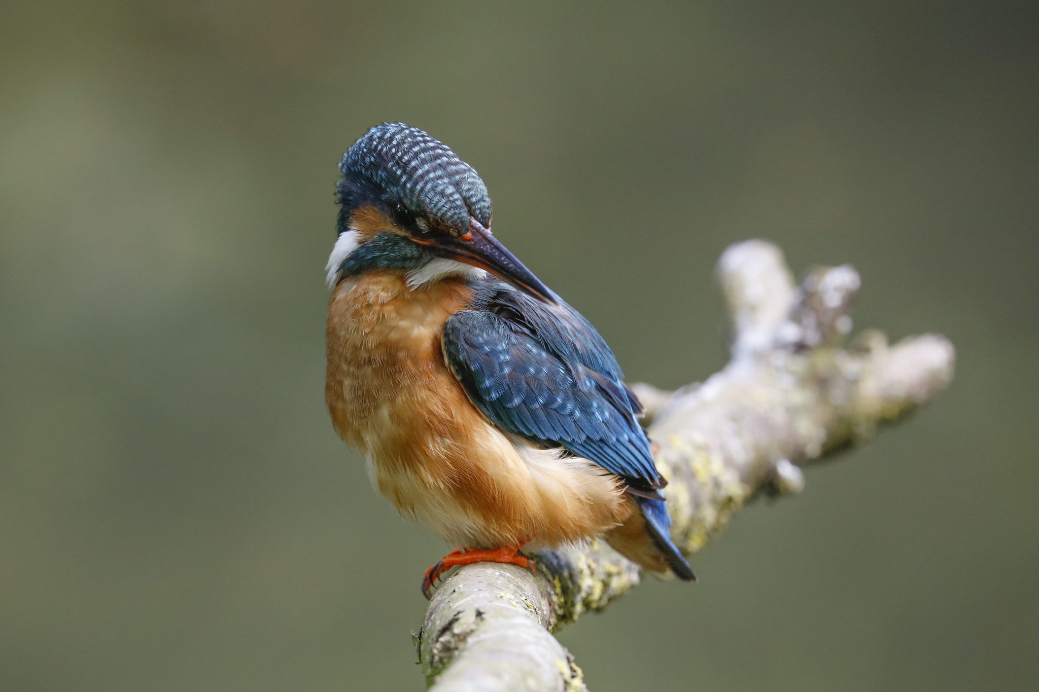 150-600mm F5-6.3 DG OS HSM | Sports 014 sample photo. Ijsvogel photography