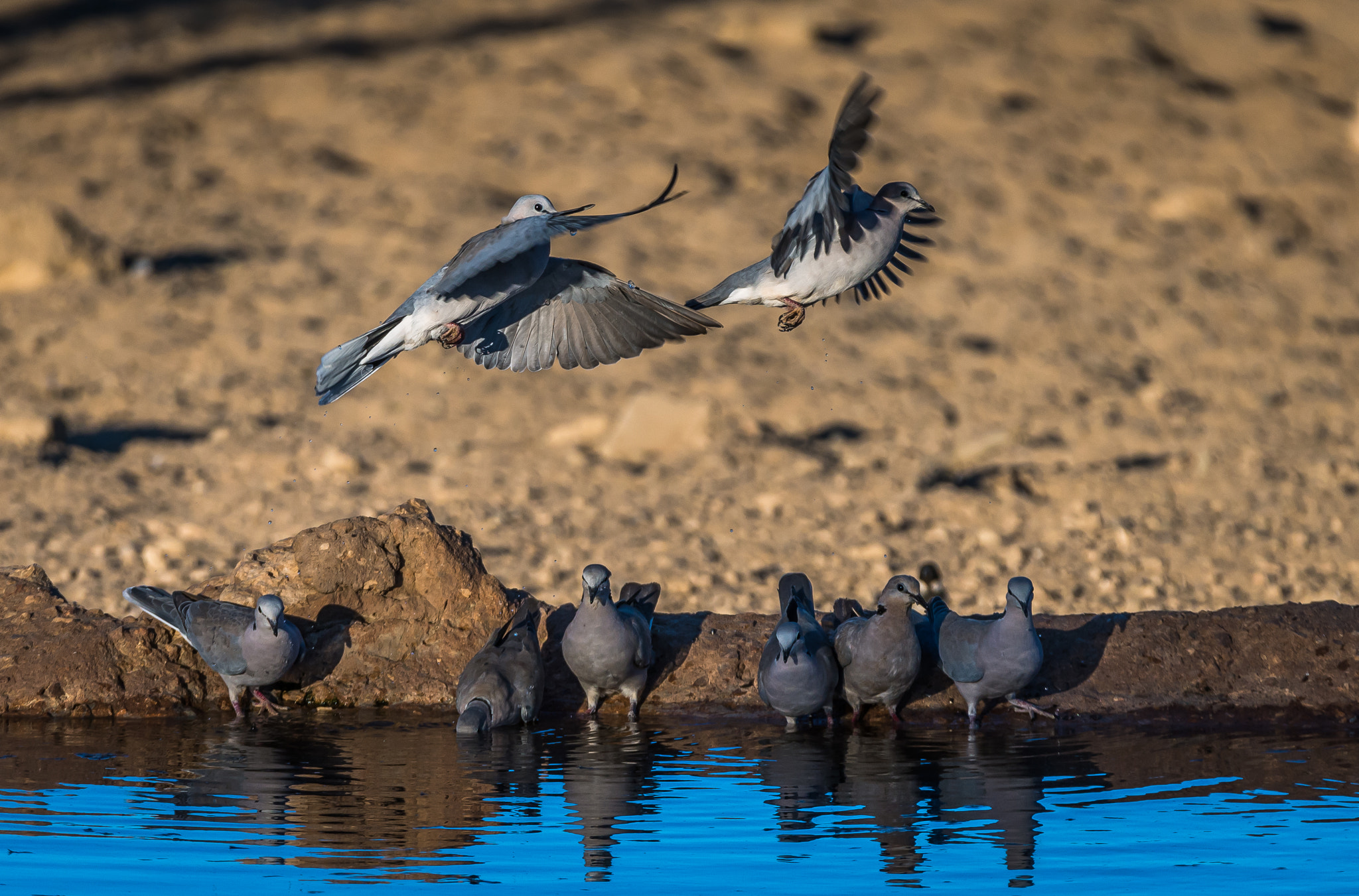 Sigma 150-600mm F5-6.3 DG OS HSM | S sample photo. Early risers photography
