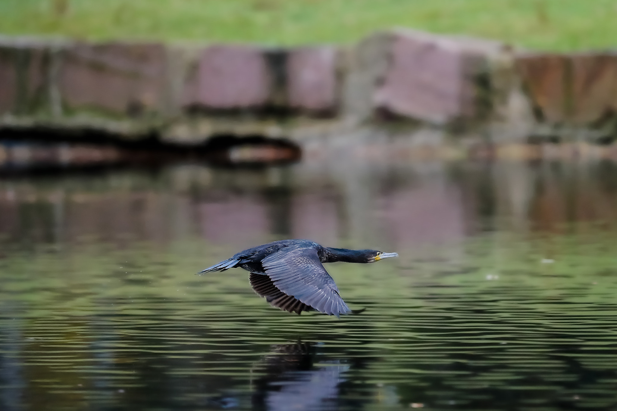 Canon EF 400mm F2.8L IS II USM sample photo. Flying... photography