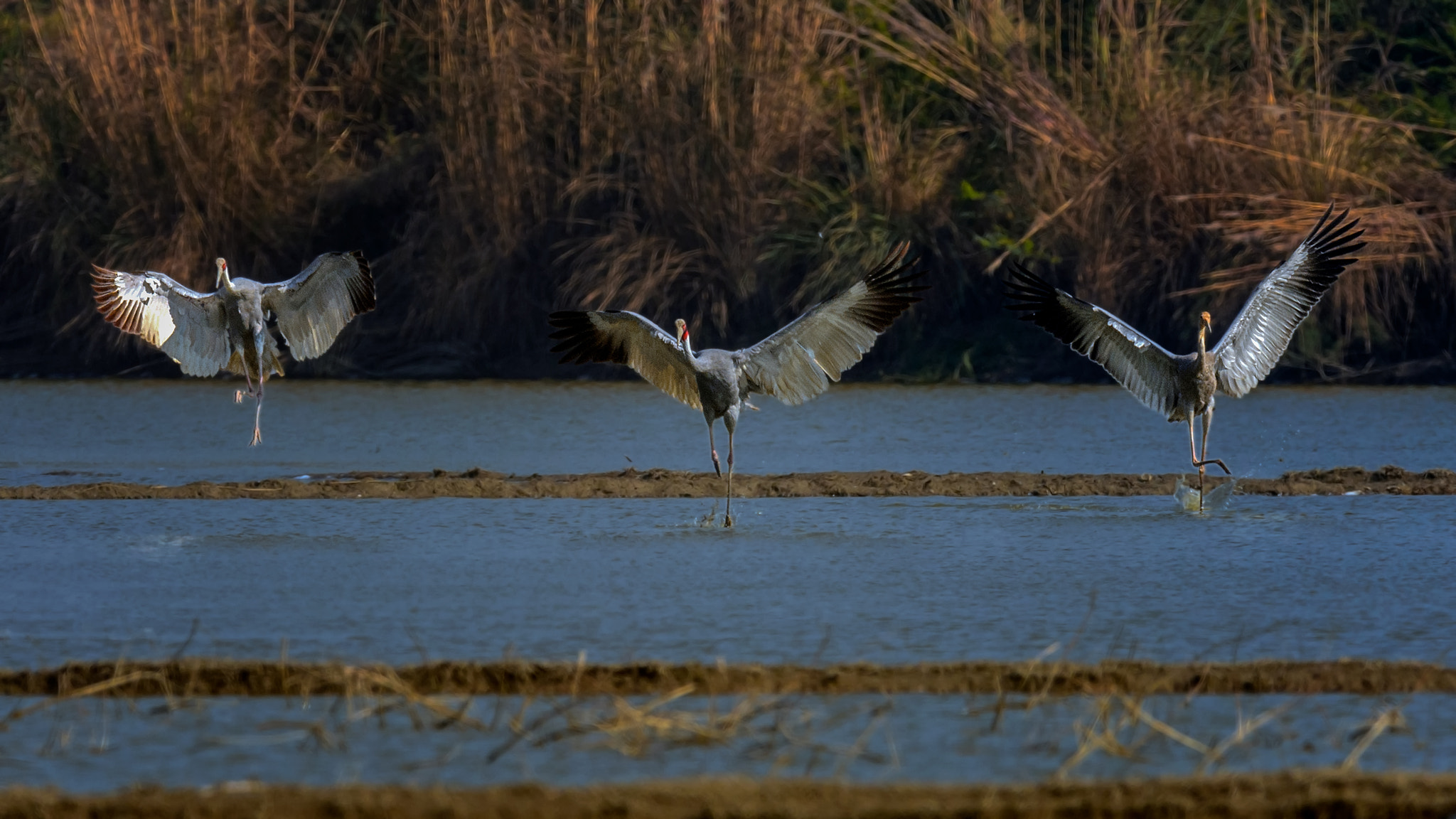 Nikon AF-S Nikkor 800mm F5.6E FL ED VR sample photo. Sarus crane family photography