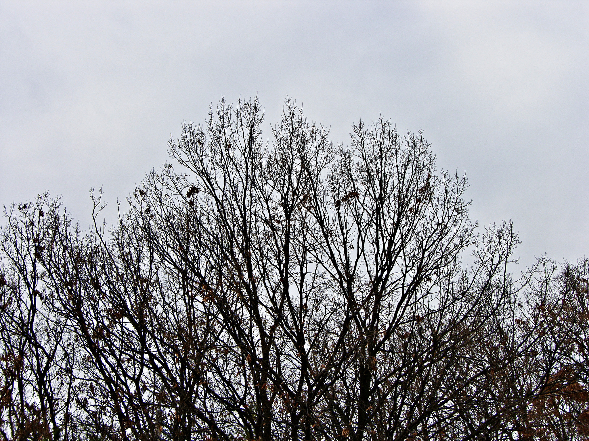 Samsung Pro 815 sample photo. Winter again. .  photography