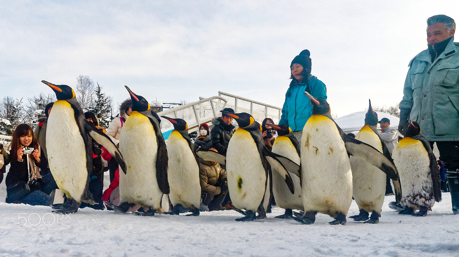 Olympus Zuiko Digital ED 12-60mm F2.8-4.0 SWD sample photo. Marching penguins photography