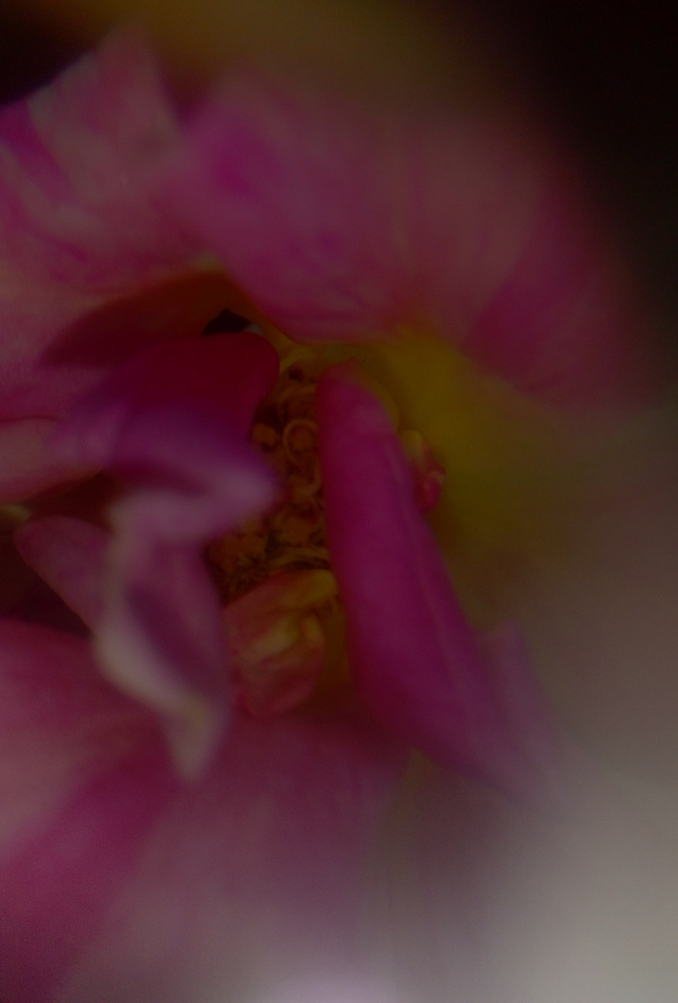 HTC DESIRE 626G+ DUAL SIM sample photo. Macro , smart phone, pink rose. photography