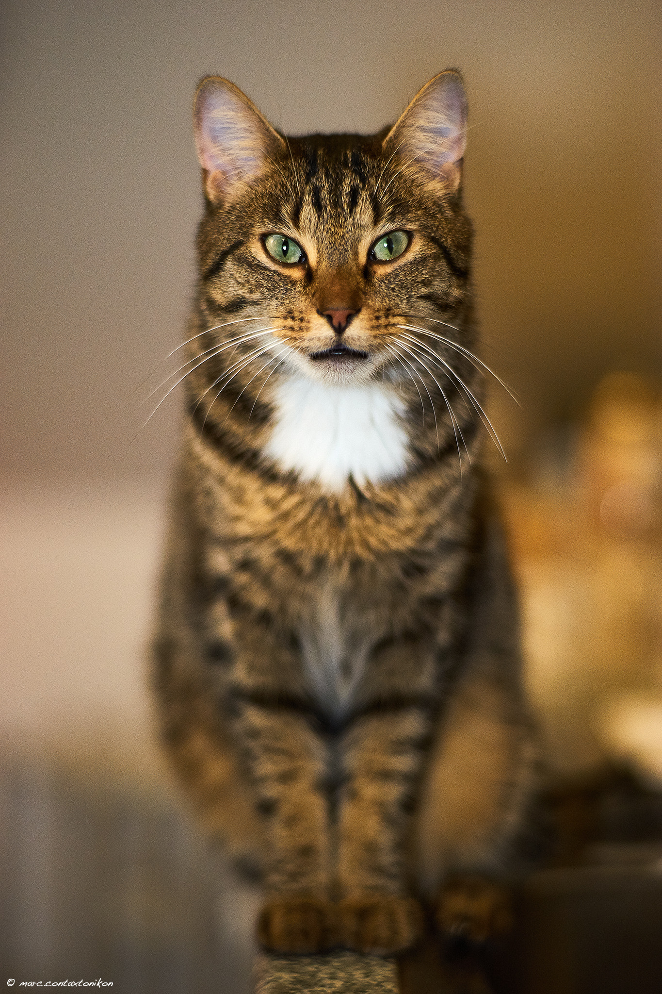 DT 40mm F2.8 SAM sample photo. Dsc photography