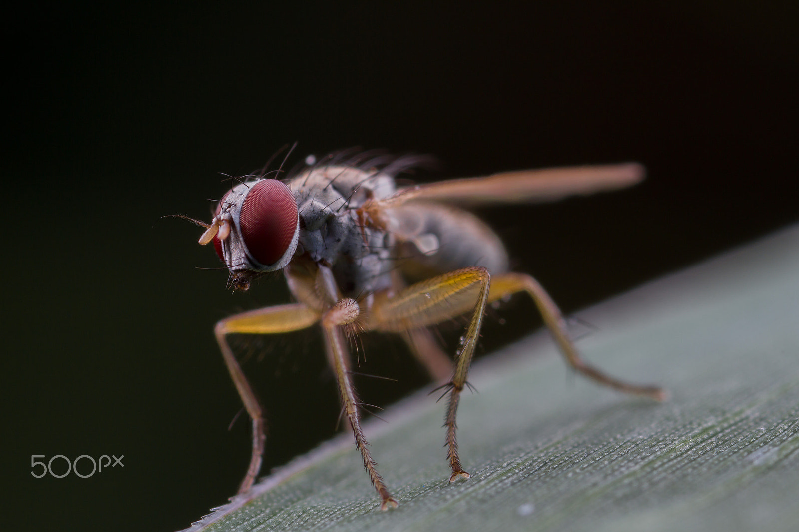 Canon EOS 7D + Canon MP-E 65mm F2.5 1-5x Macro Photo sample photo. 寄蝇 photography