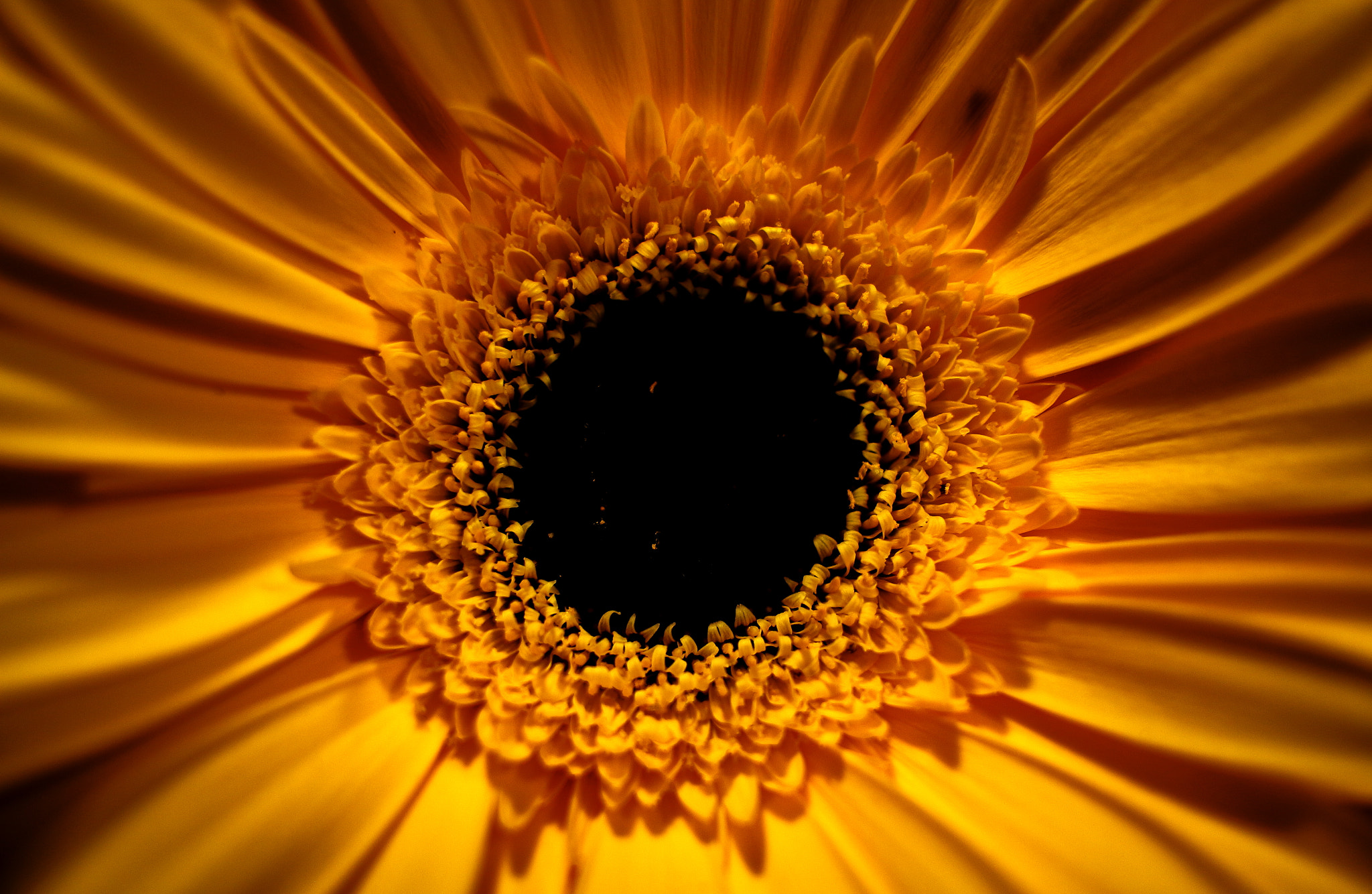 Canon EF-S 24mm F2.8 STM sample photo. Flower power photography