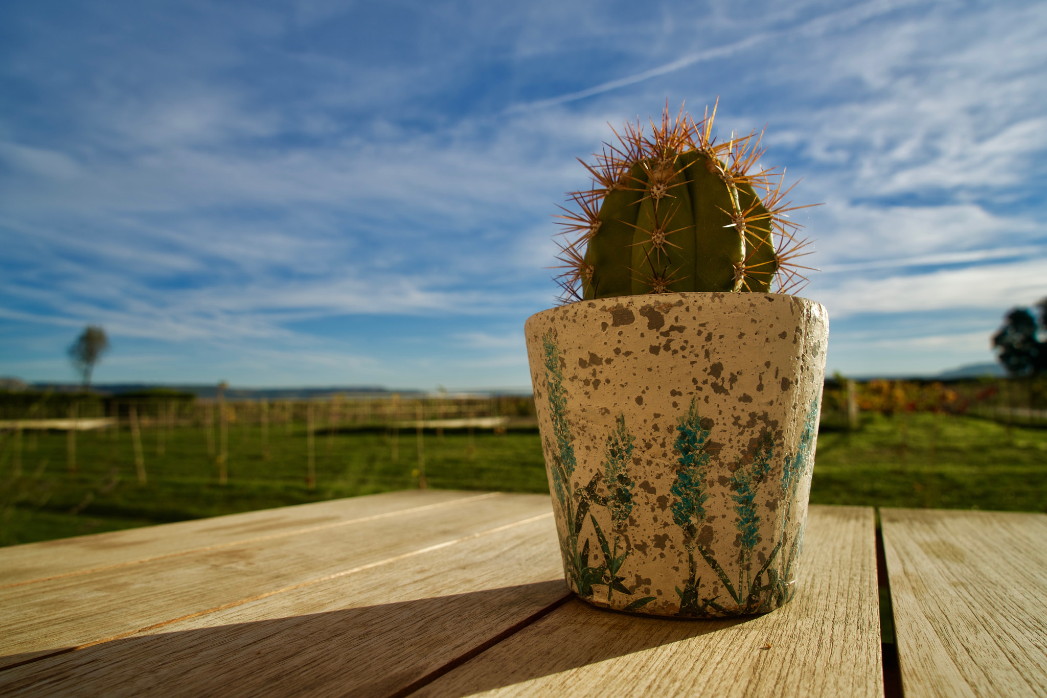 Sony a7R II sample photo. Cactus photography