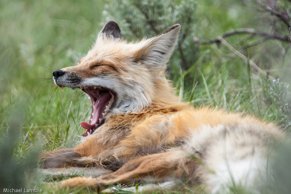 Canon EF 400mm F2.8L IS USM sample photo. Lazy days of spring photography