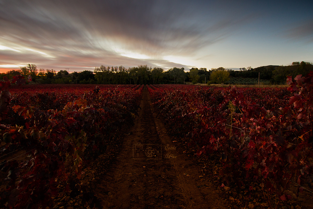 Panasonic Lumix DMC-GH3 + OLYMPUS M.9-18mm F4.0-5.6 sample photo. The red wineyard photography