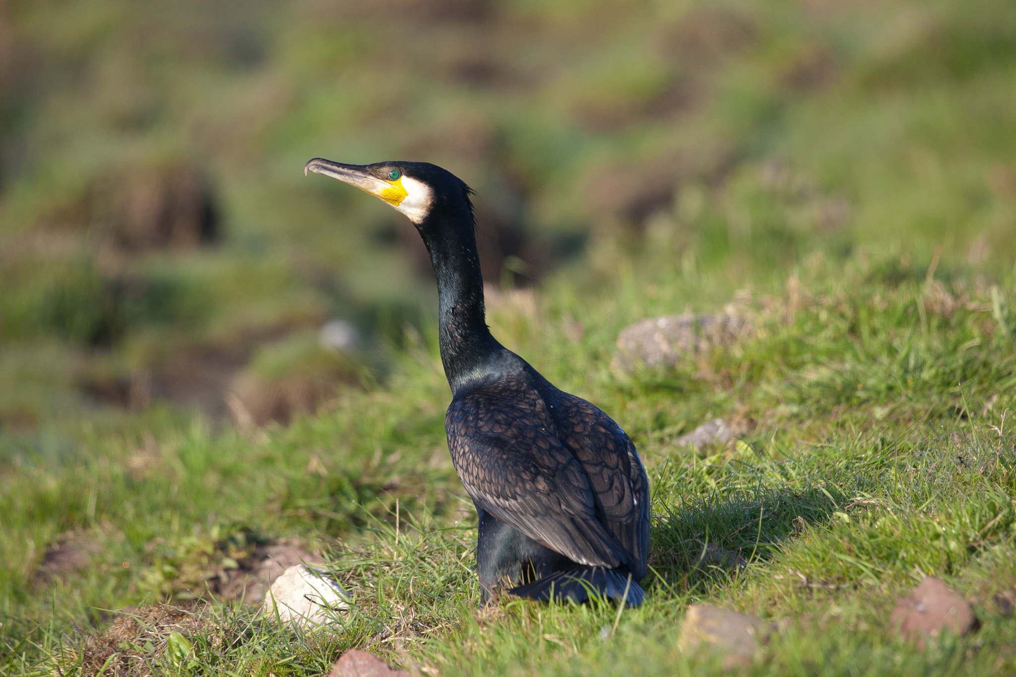 Canon EF 300mm F4L IS USM sample photo. Cormorant photography