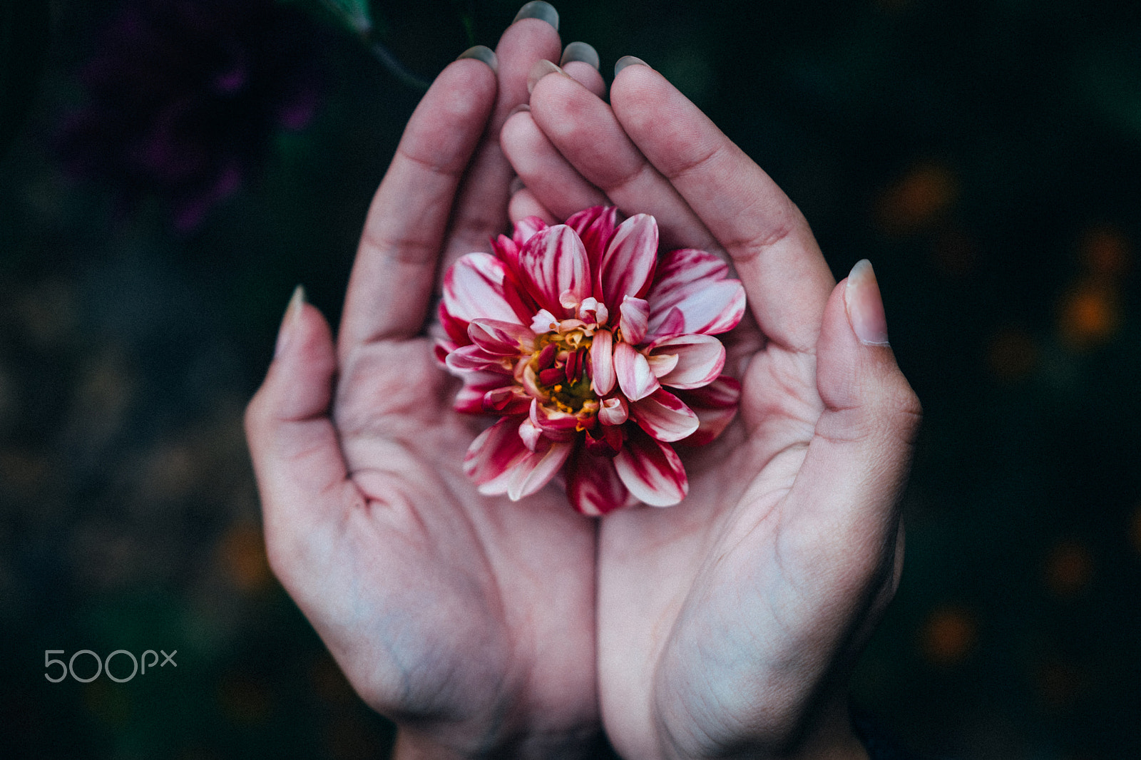 Nikon D5500 + Sigma 18-35mm F1.8 DC HSM Art sample photo. Цветок photography