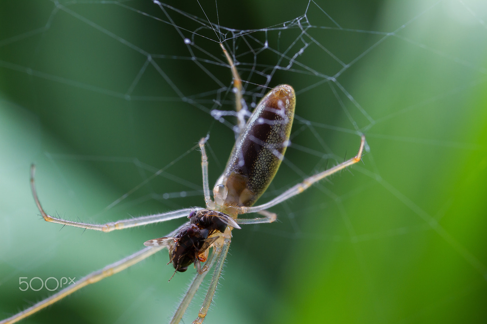 Canon MP-E 65mm F2.5 1-5x Macro Photo sample photo. 锥腹肖蛸 photography