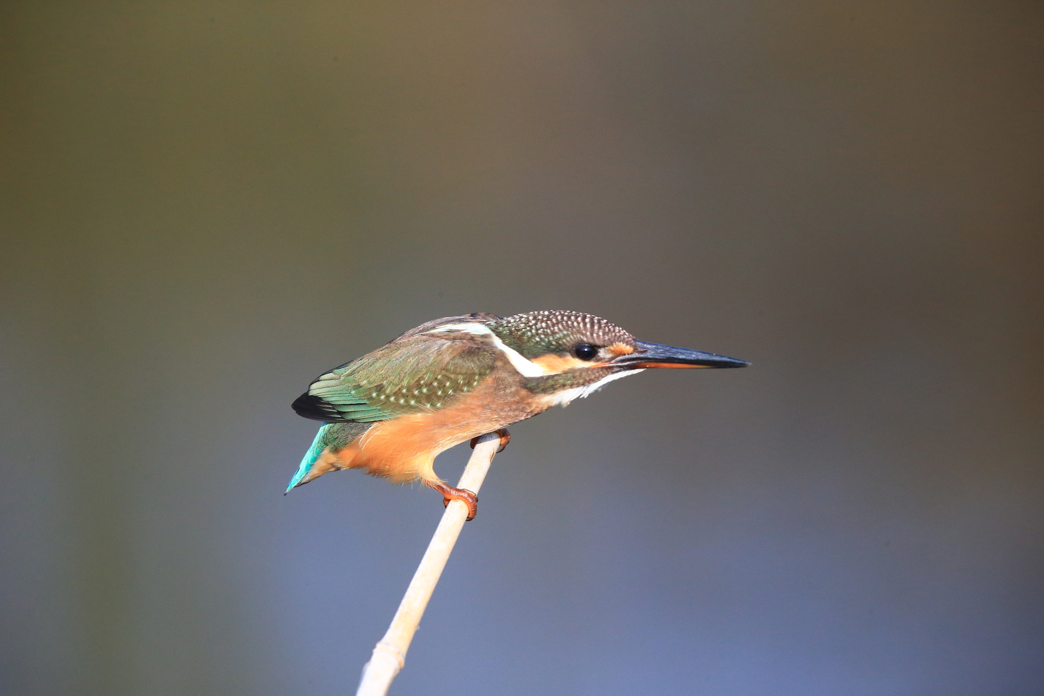 Canon EF 600mm F4L IS II USM sample photo. 106 photography