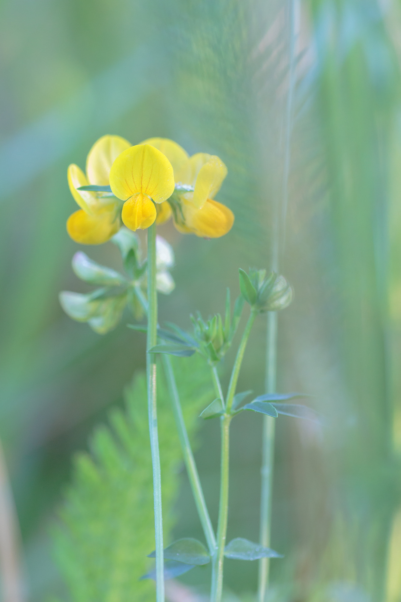 Sigma 105mm F2.8 EX DG OS HSM sample photo. Nature photography