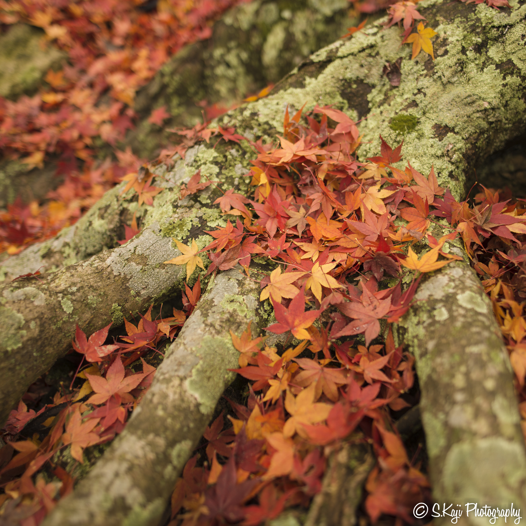 Nikon Df sample photo. Red blankets of autumn leaves photography