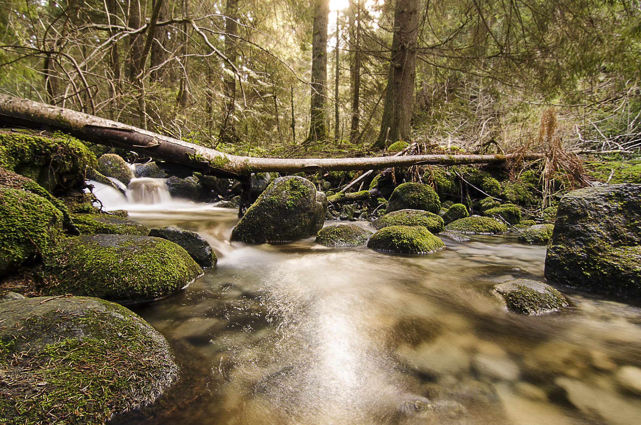 Nikon D7000 + Tokina AT-X Pro 12-24mm F4 (IF) DX sample photo. Fall in the forest iii - borovets, bg photography