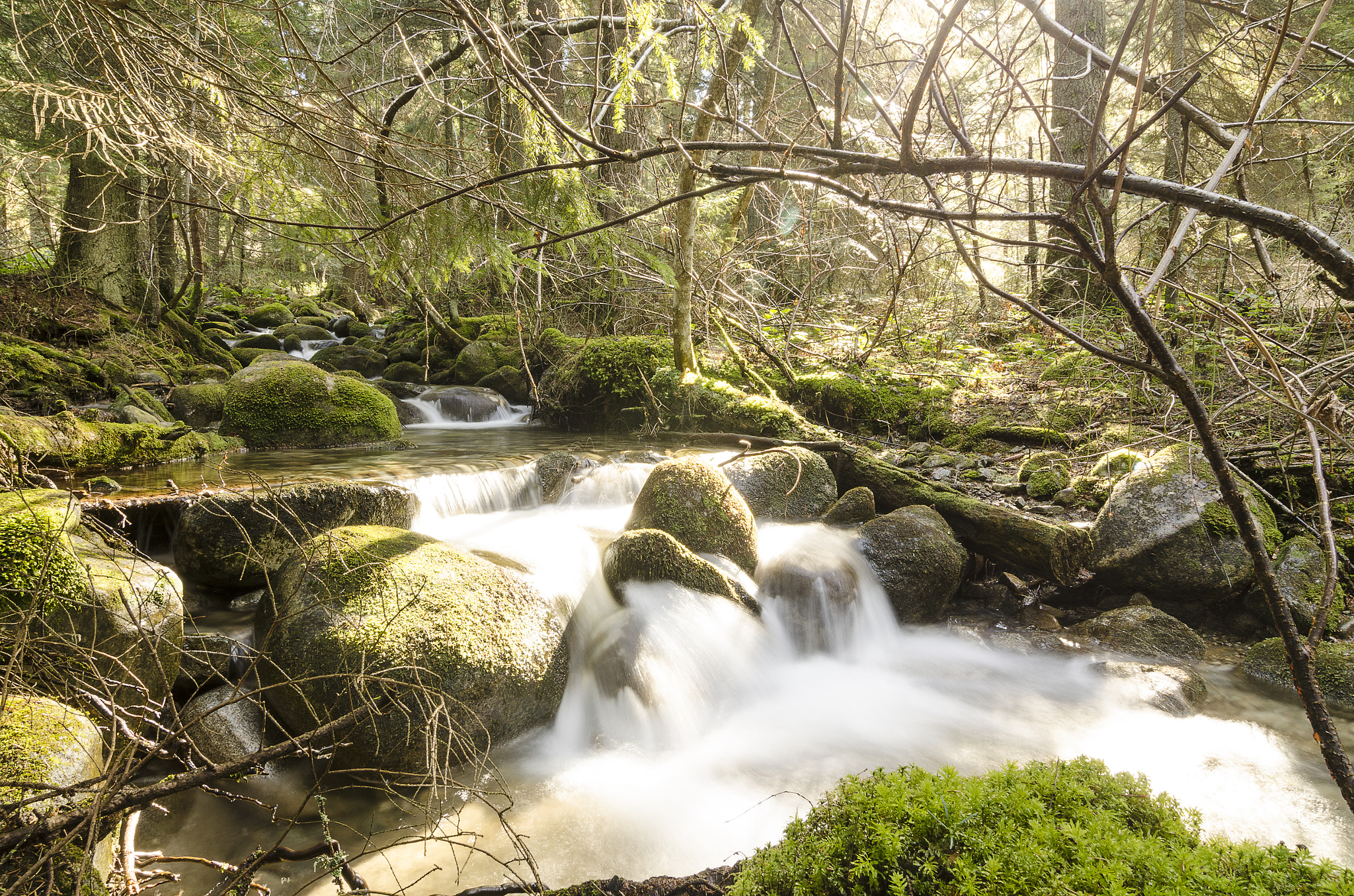 Nikon D7000 sample photo. Fall in the forest iv - borovets, bg photography