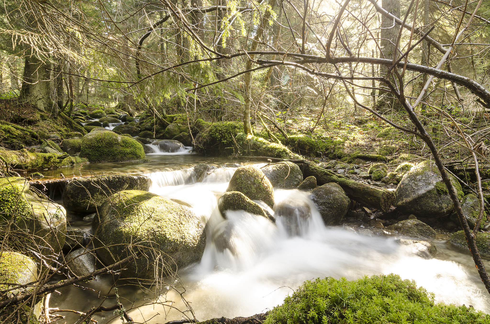 Tokina AT-X Pro 12-24mm F4 (IF) DX sample photo. Fall in the forest iv - borovets, bg photography