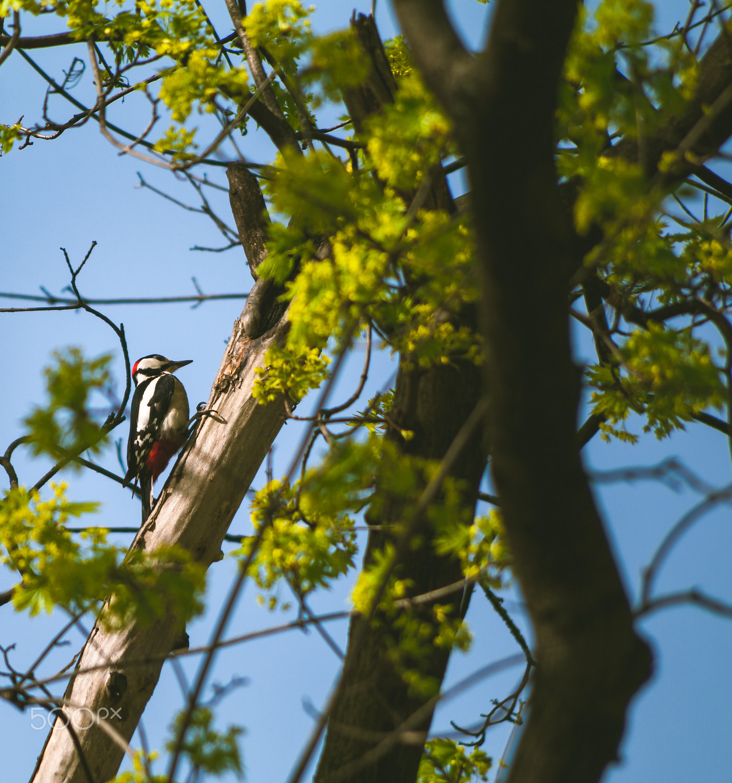 Pentax K-7 + Pentax smc DA 55-300mm F4.0-5.8 ED sample photo. My wild garden photography