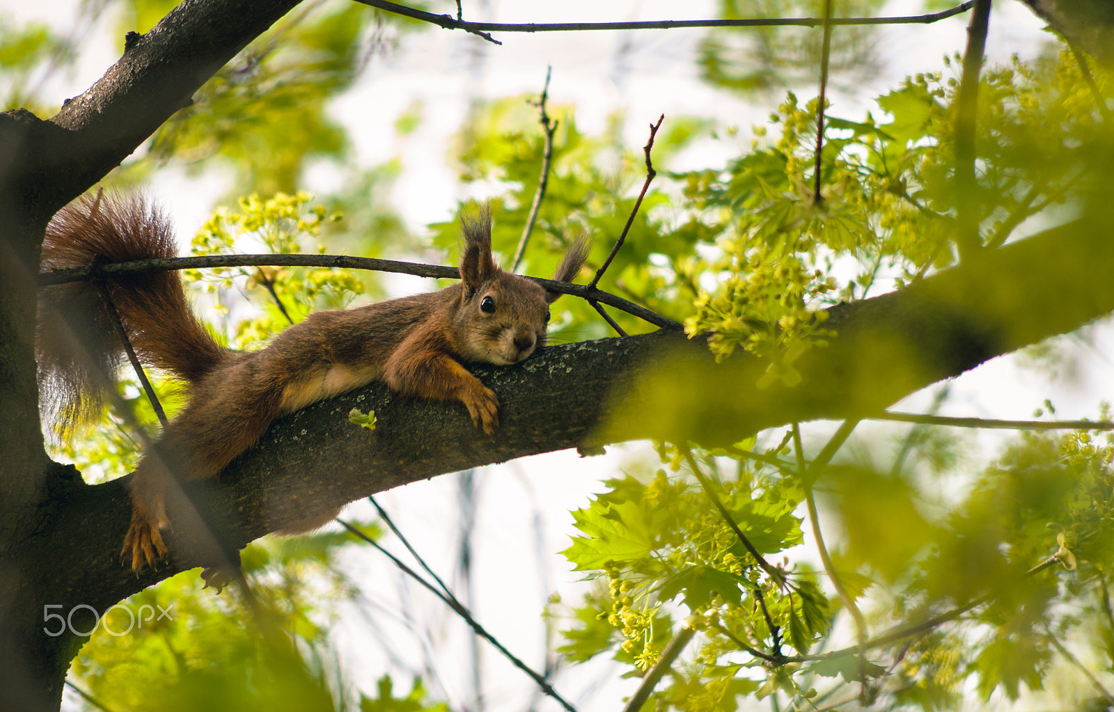 Pentax smc DA 55-300mm F4.0-5.8 ED sample photo. My wild garden photography