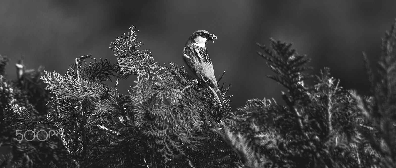 Pentax smc DA 55-300mm F4.0-5.8 ED sample photo. My wild garden photography