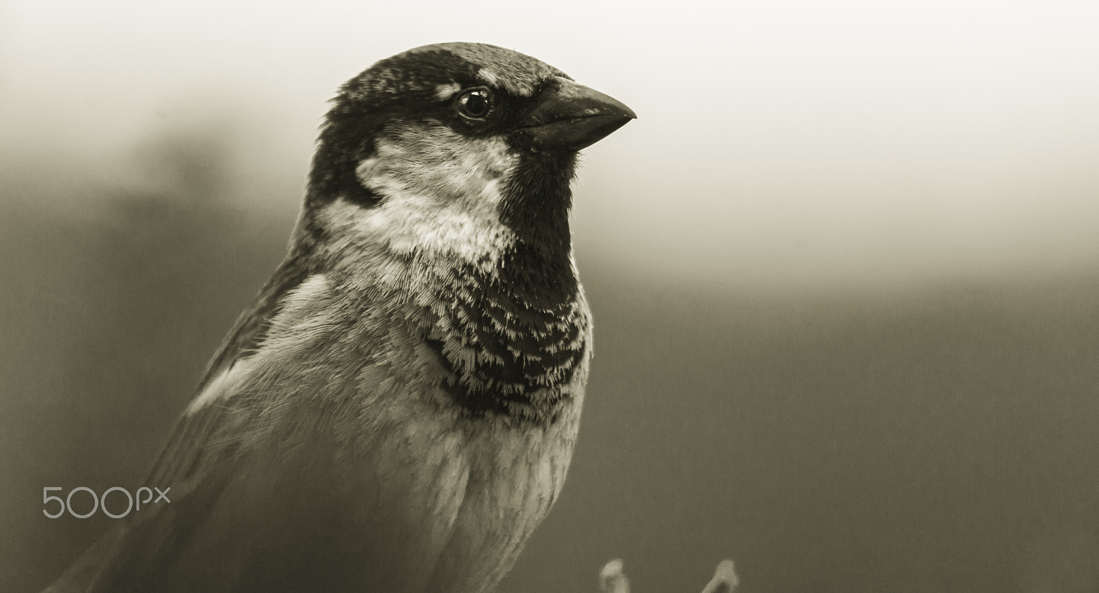 Pentax smc DA 55-300mm F4.0-5.8 ED sample photo. My wild garden photography